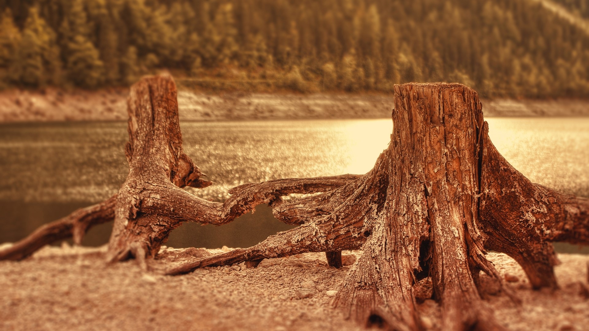 Tree stumps by a lake with forest background HD Wallpaper