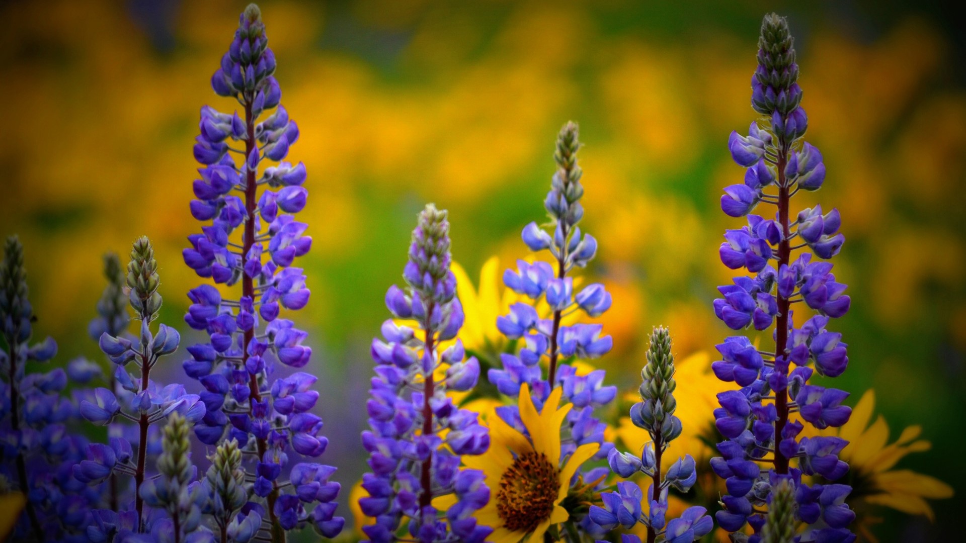 Purple Lupine and Yellow Wildflowers in Washington HD Wallpaper