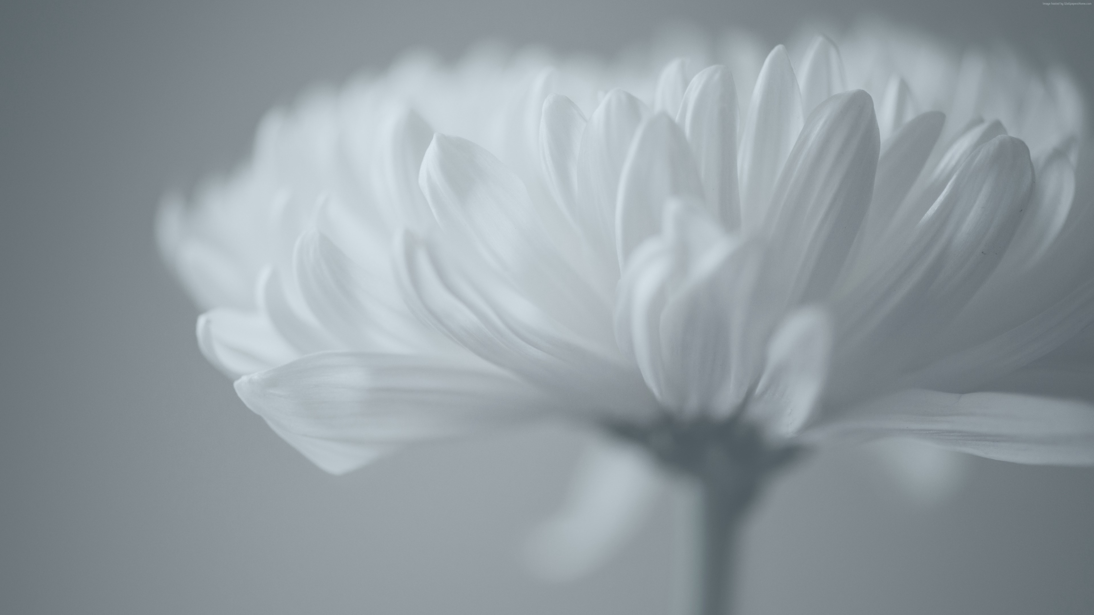 Close-up of a white chrysanthemum flower HD Wallpaper