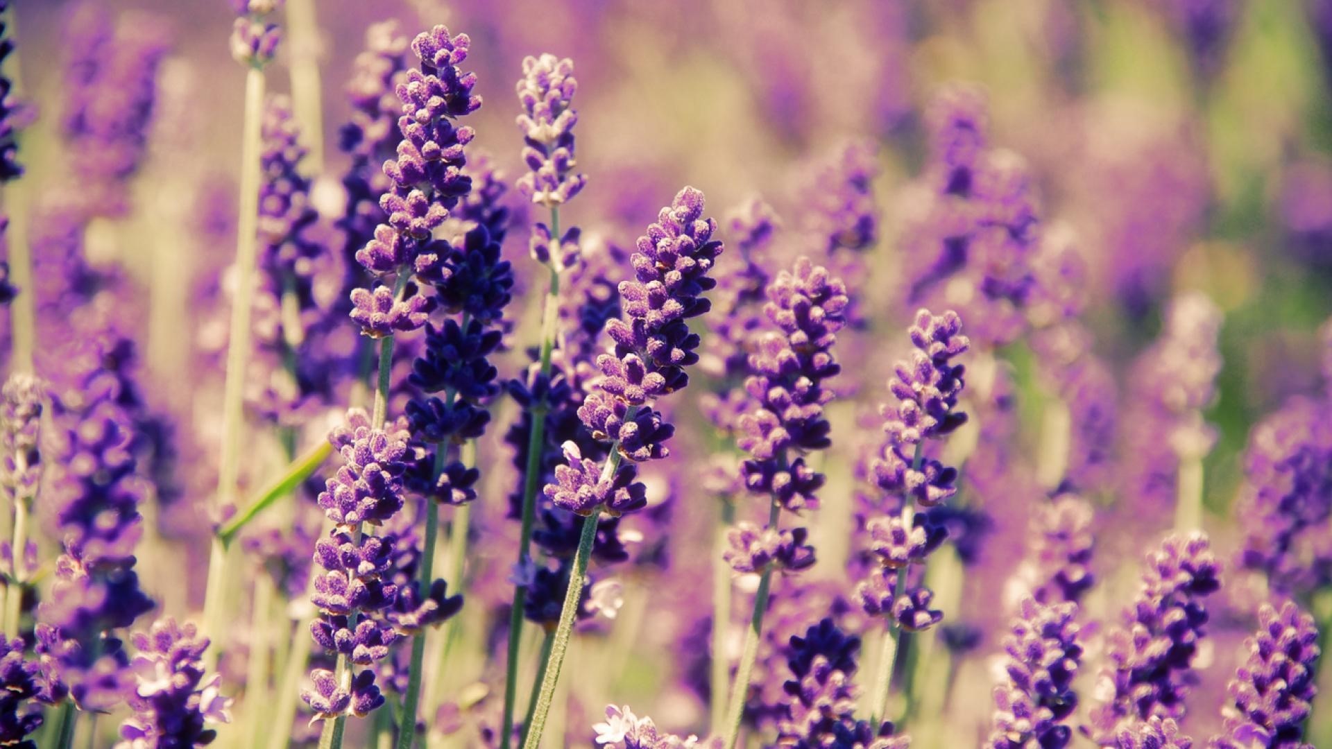 Vintage Lavender Field Photography HD Wallpaper