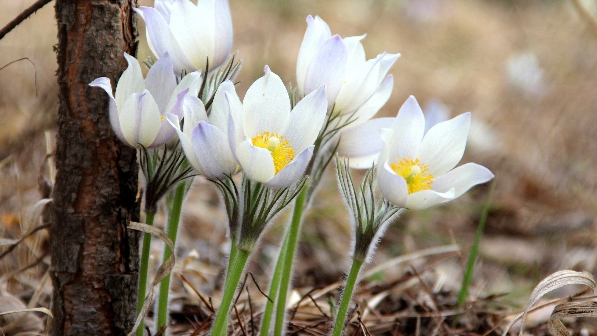 White Wildflowers Blooming Near Tree Trunk HD Wallpaper