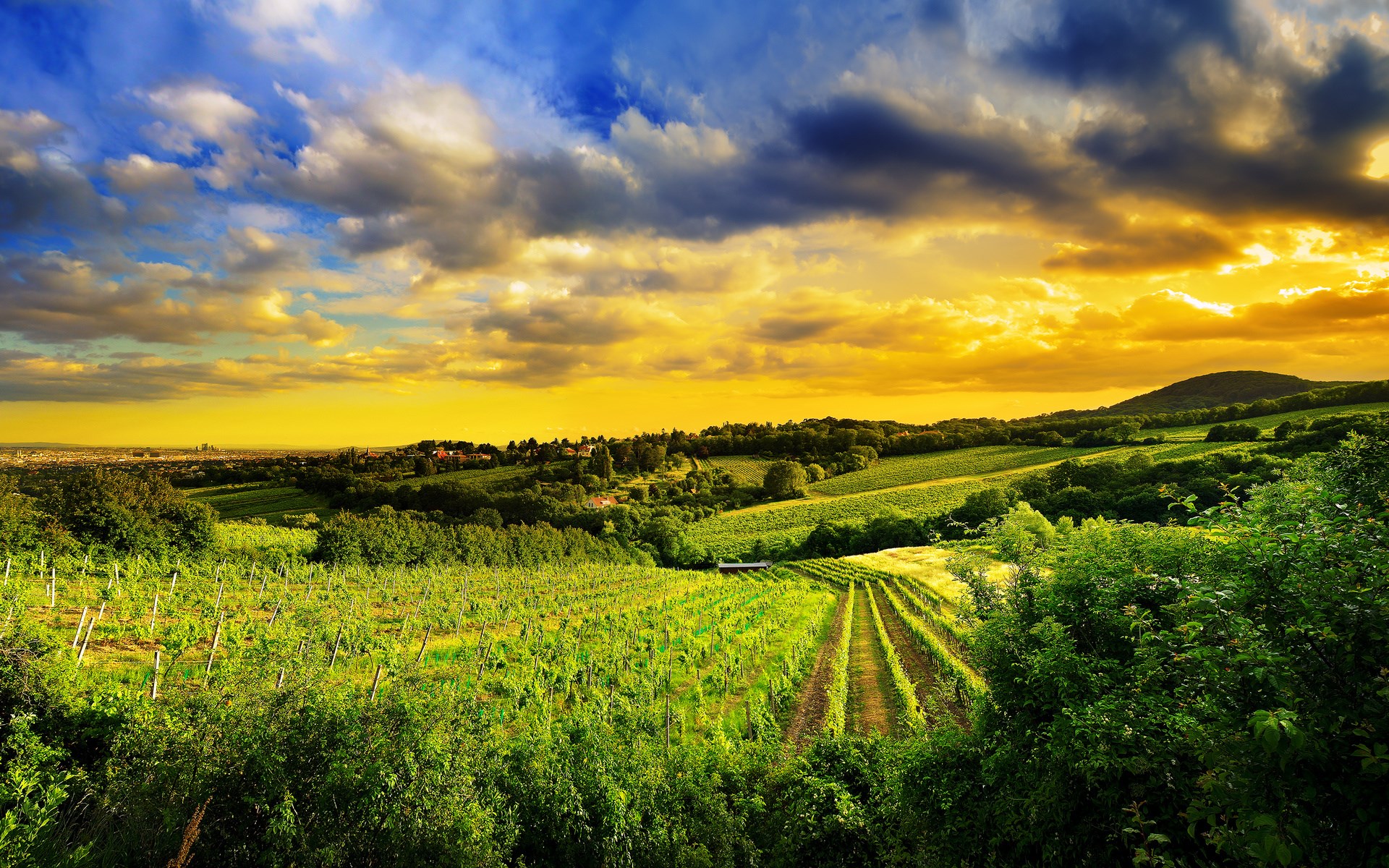 Vineyard landscape at sunset with dramatic clouds HD Wallpaper