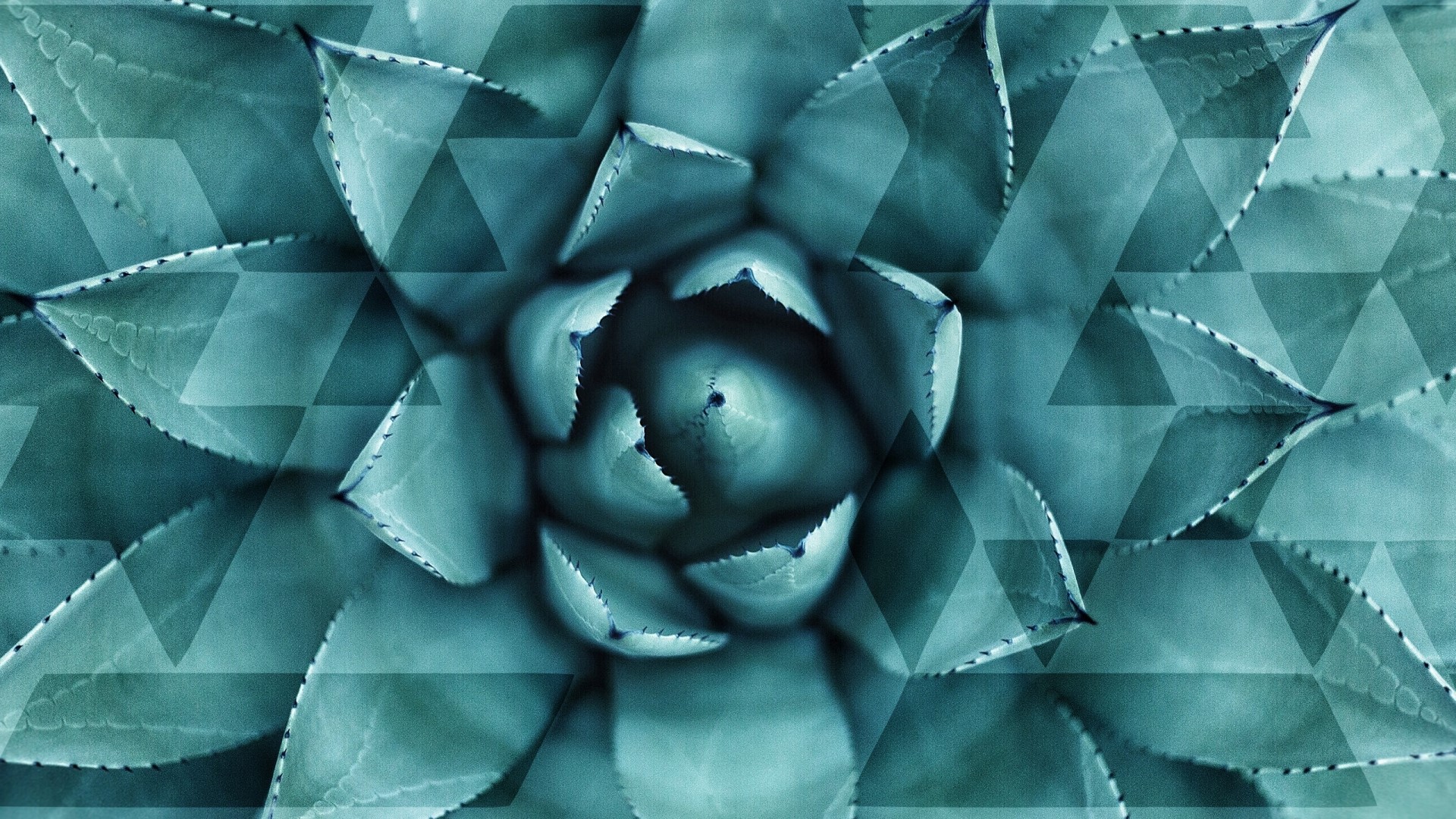 Geometric pattern overlay on succulent plant HD Wallpaper