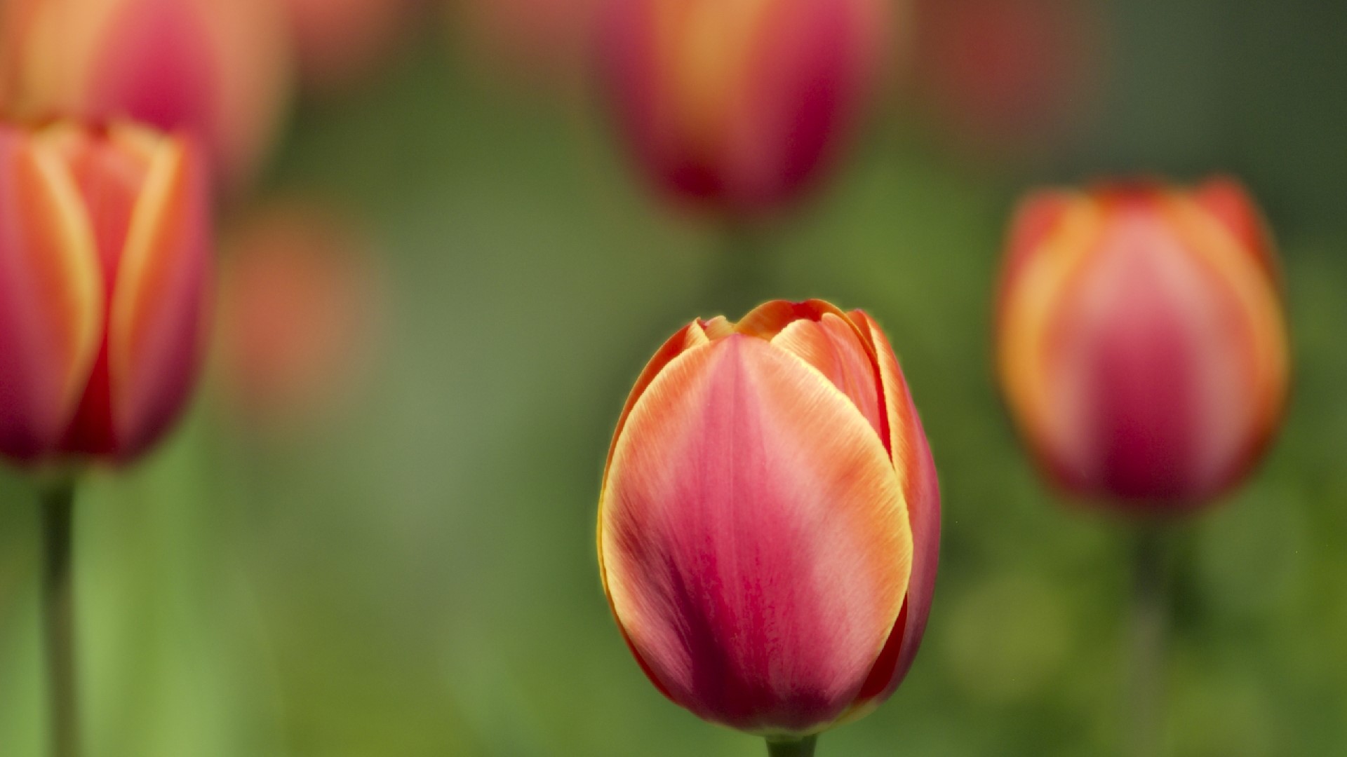 Red and yellow tulips macro shot HD Wallpaper
