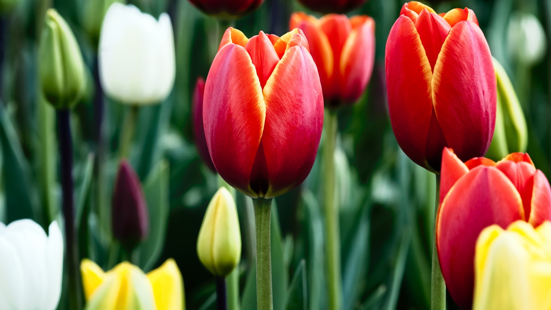 Red and yellow tulips in bloom HD Wallpaper