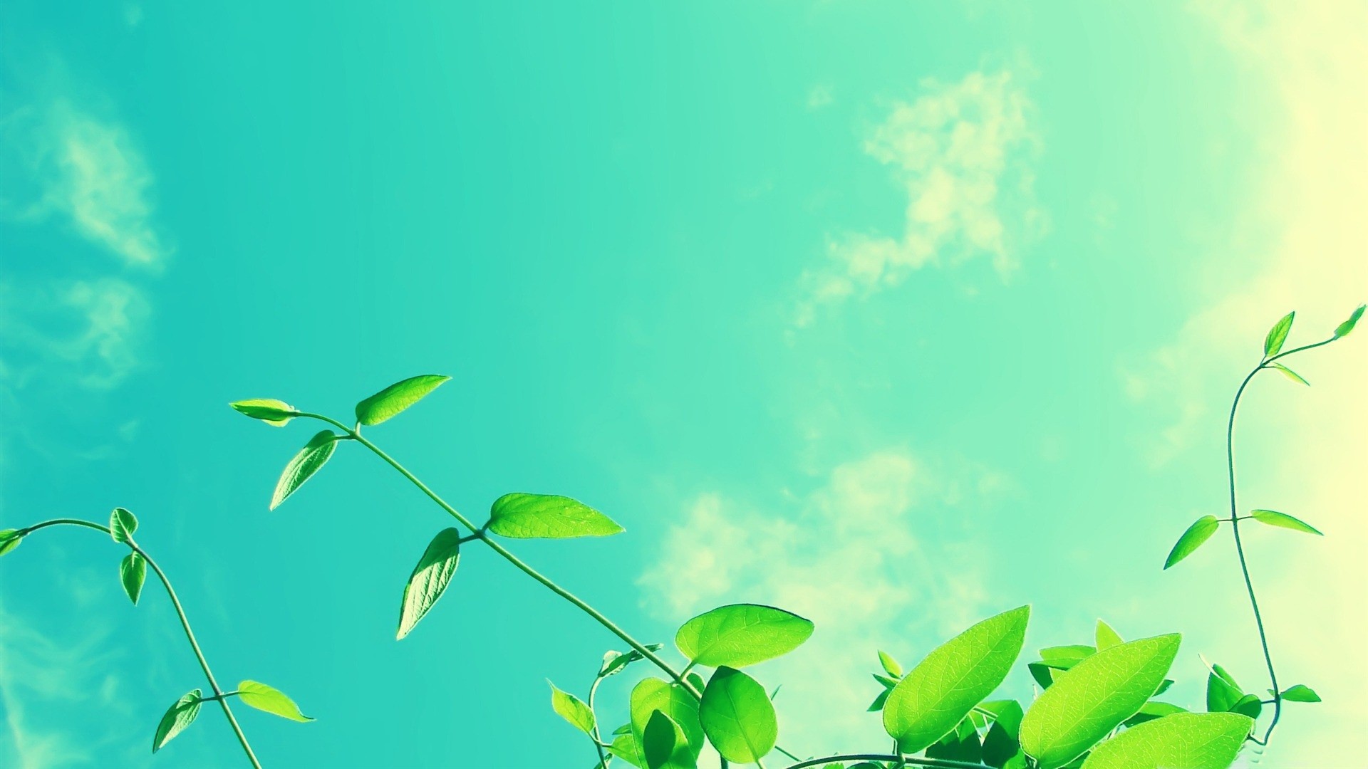 Green vines against a bright blue sky with clouds HD Wallpaper