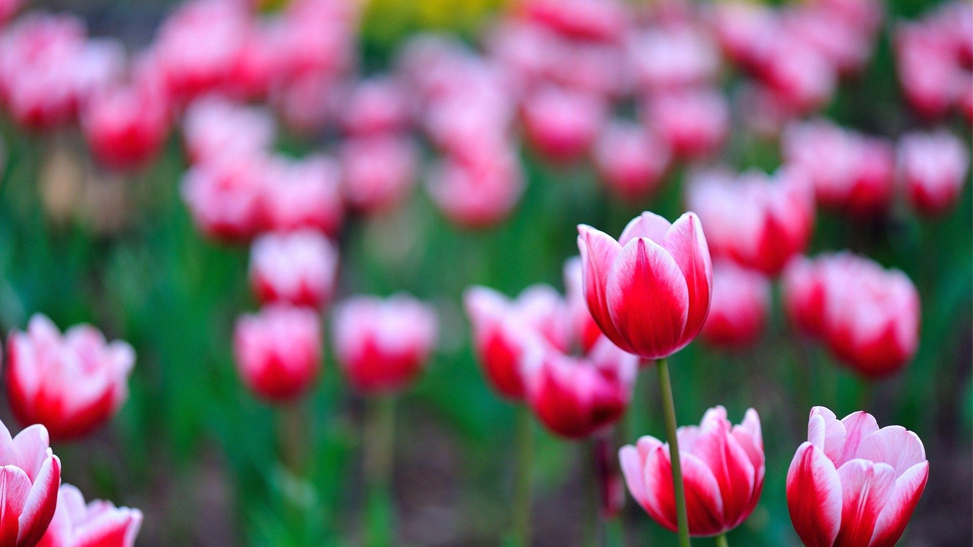 Pink and white tulips in a field HD Wallpaper