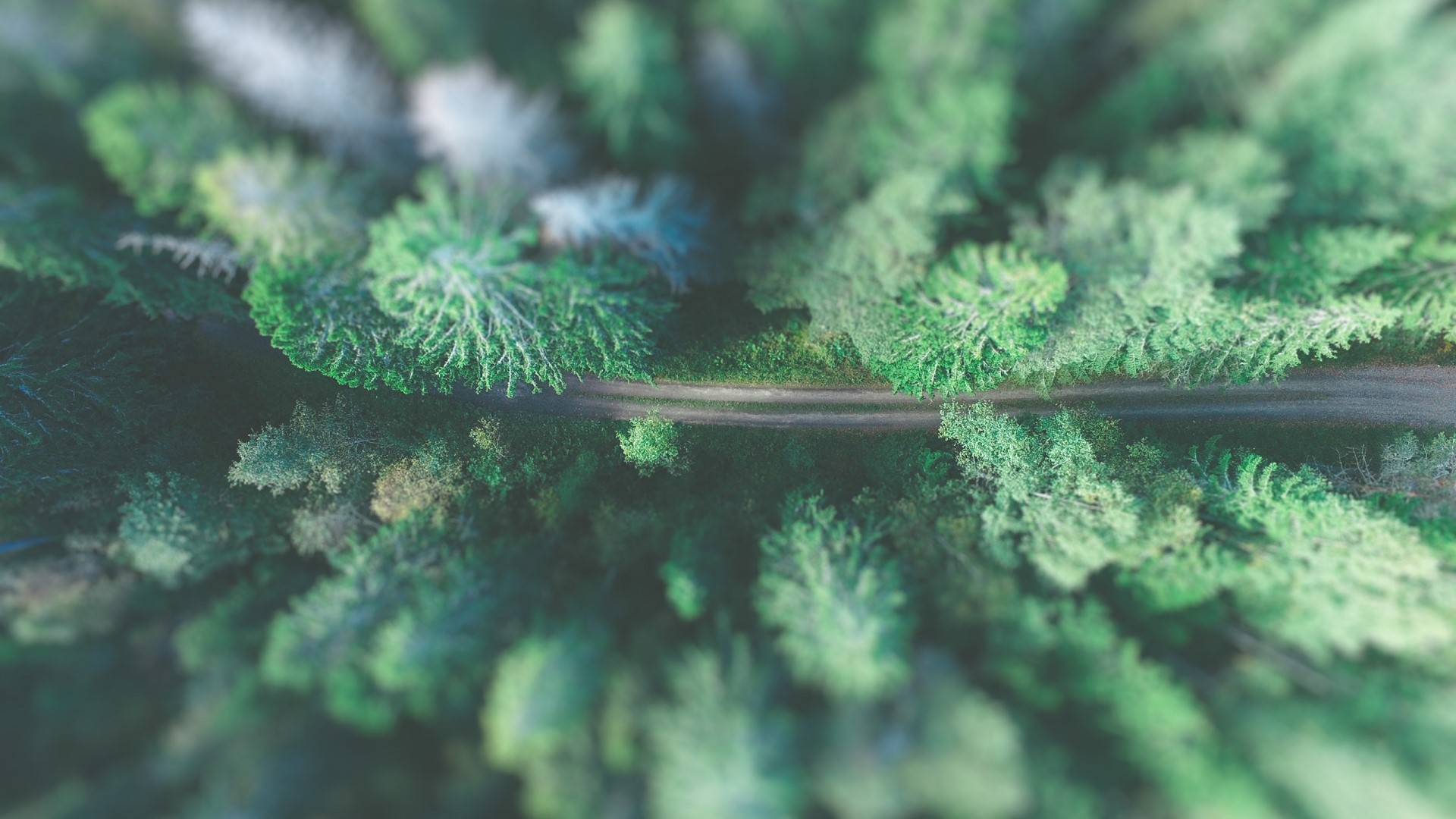 Aerial view of a forest road HD Wallpaper