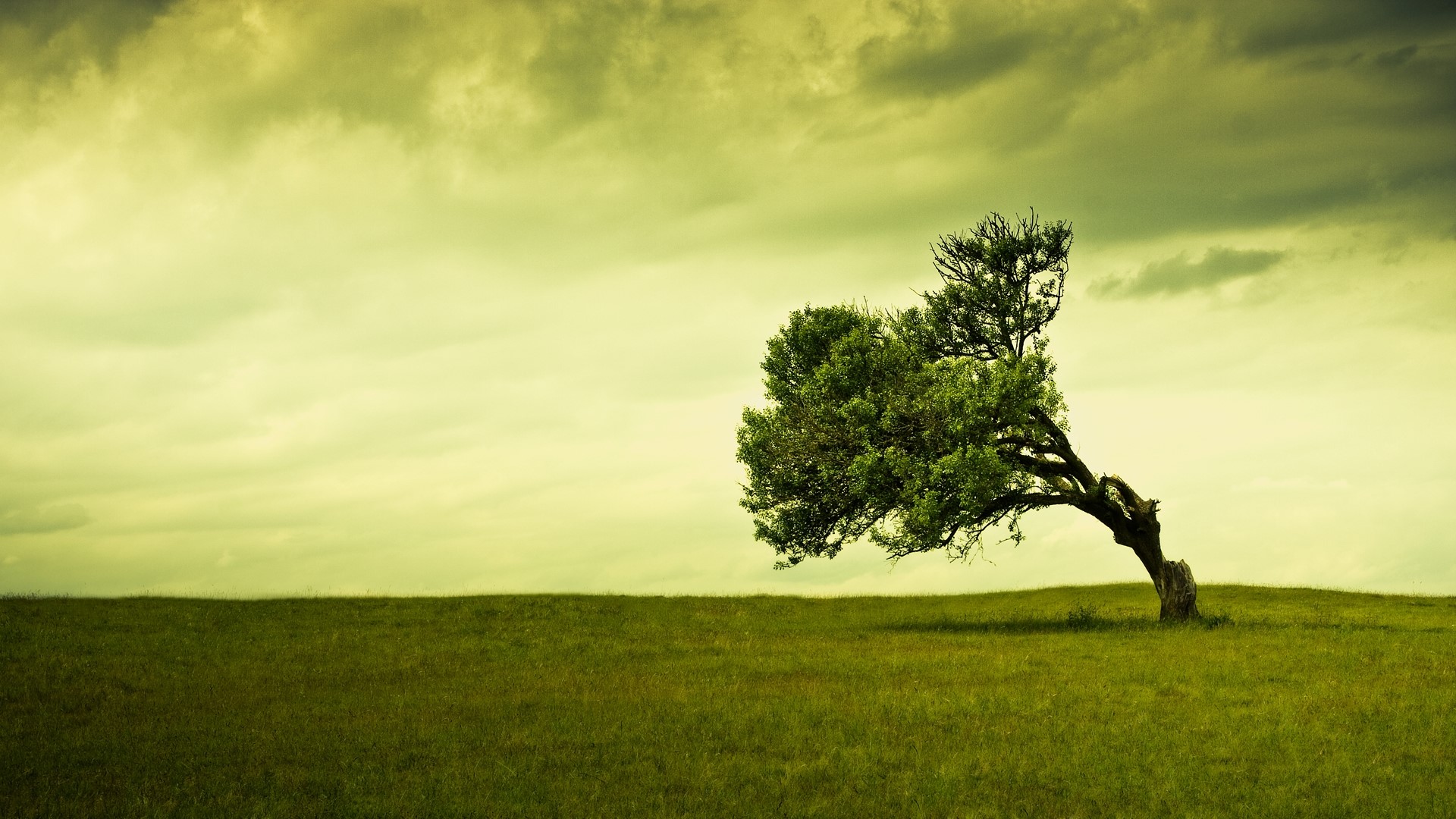 A lone tree on a grassy hill under a cloudy sky HD Wallpaper