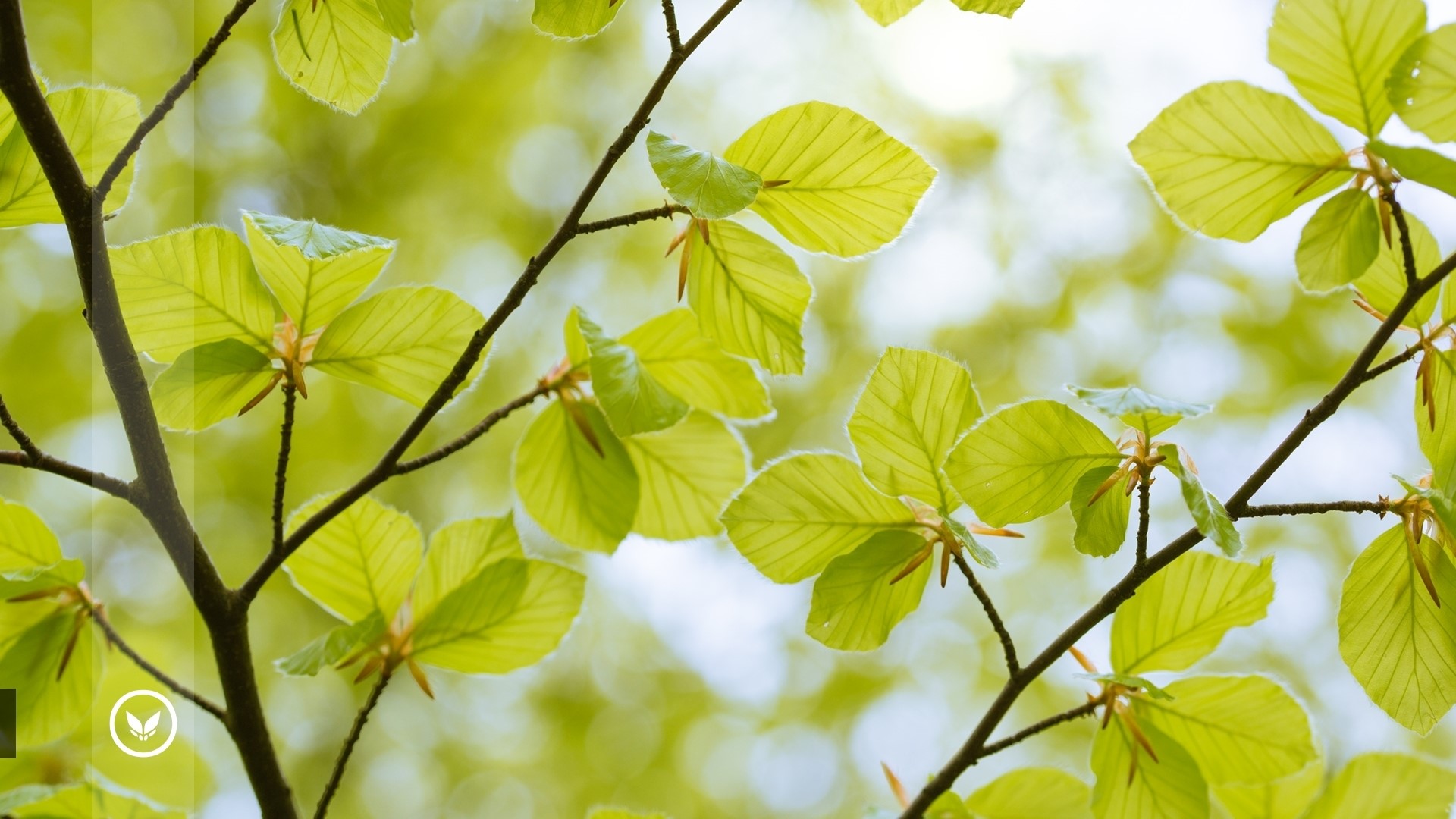 Young green leaves on branches with sunlight HD Wallpaper