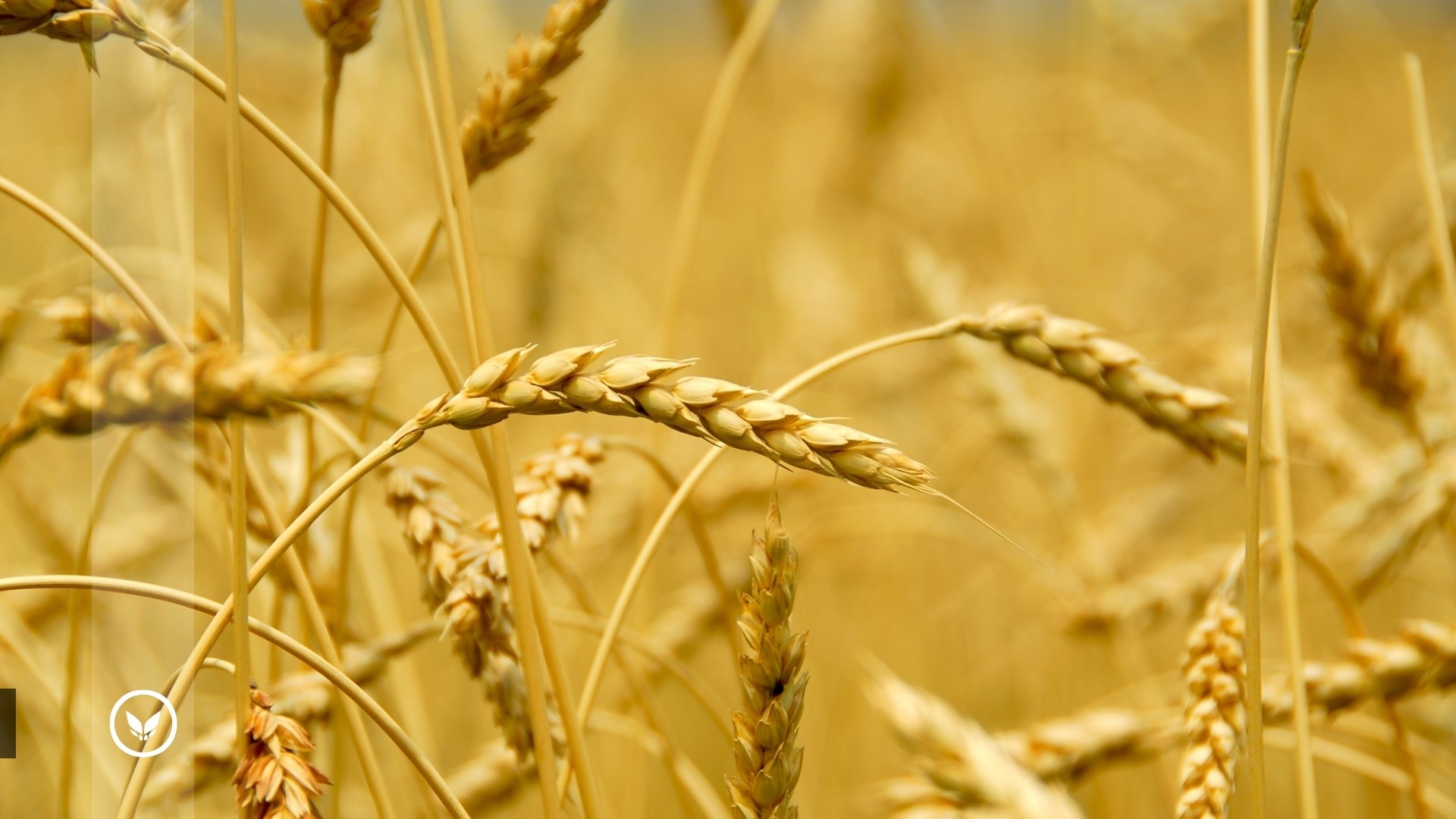 Wheat Field HD Wallpaper
