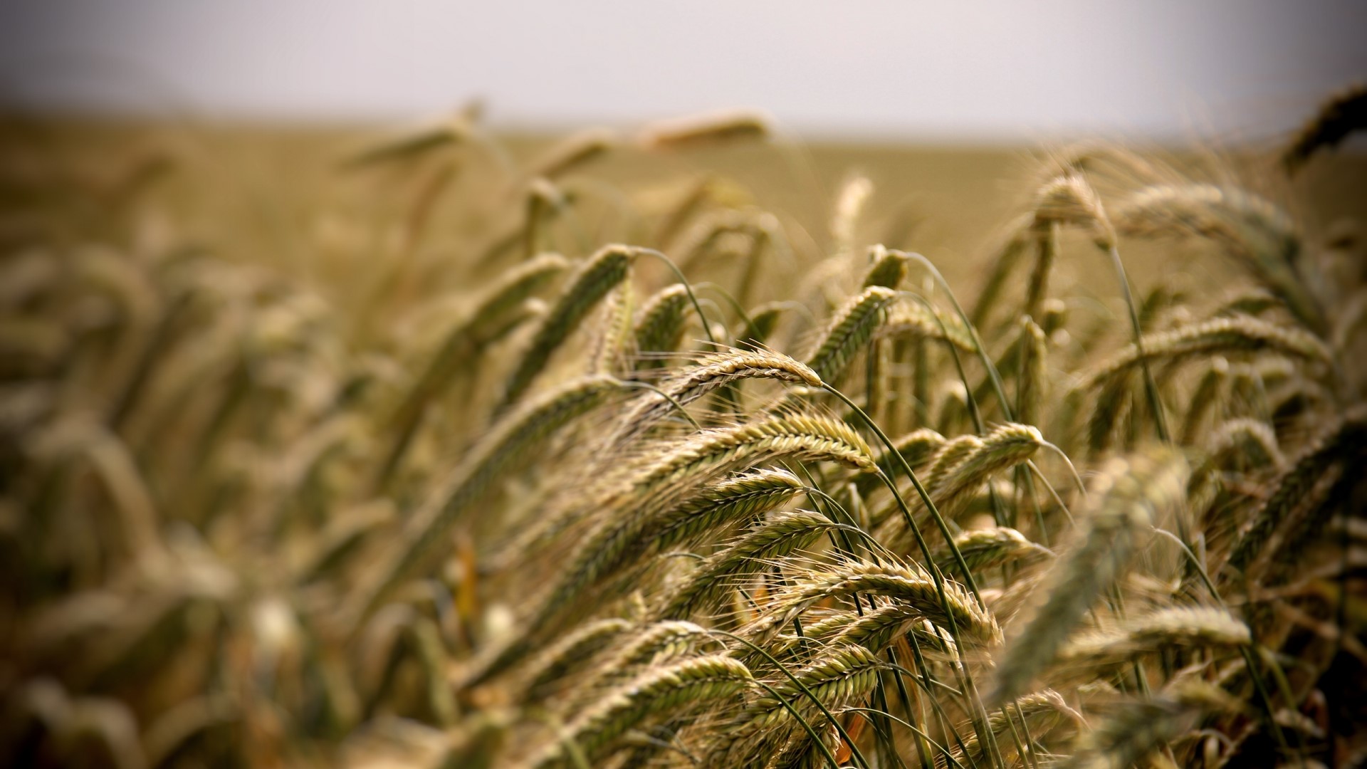 Field of wheat under a cloudy sky HD Wallpaper