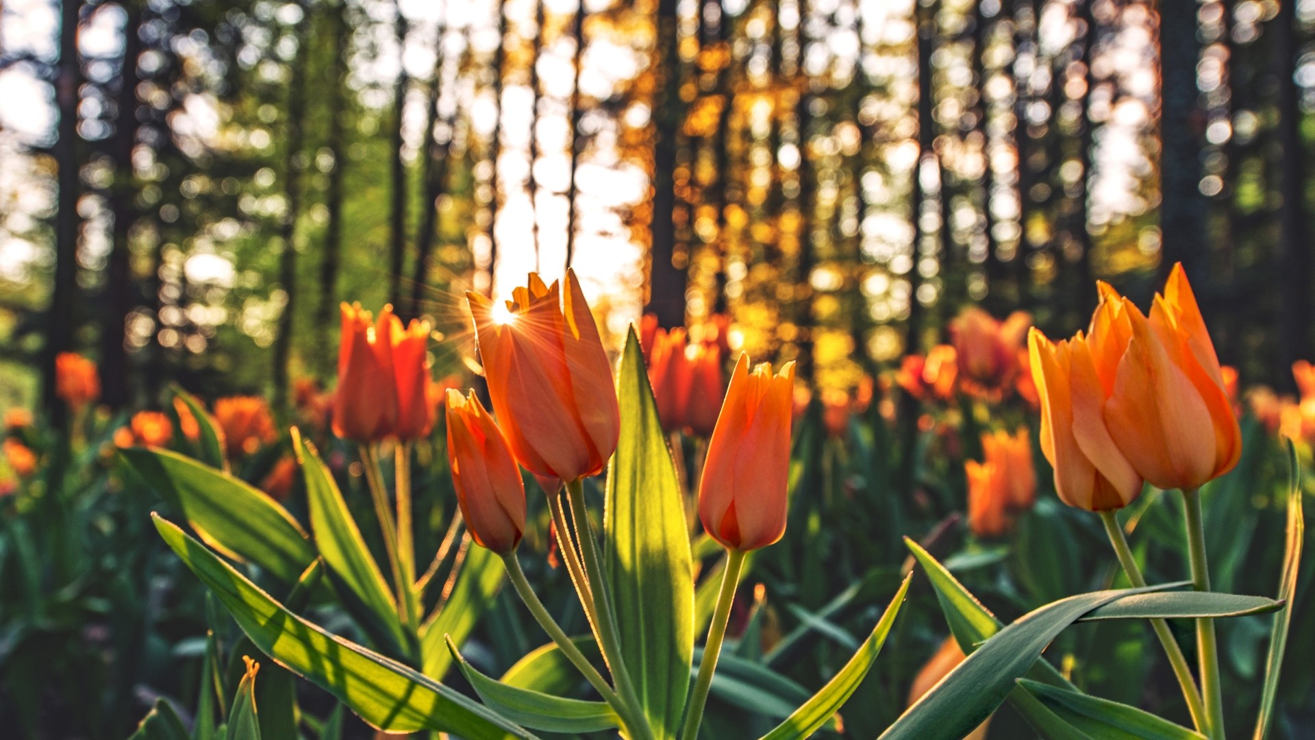 Orange Tulips in a Forest at Sunset HD Wallpaper