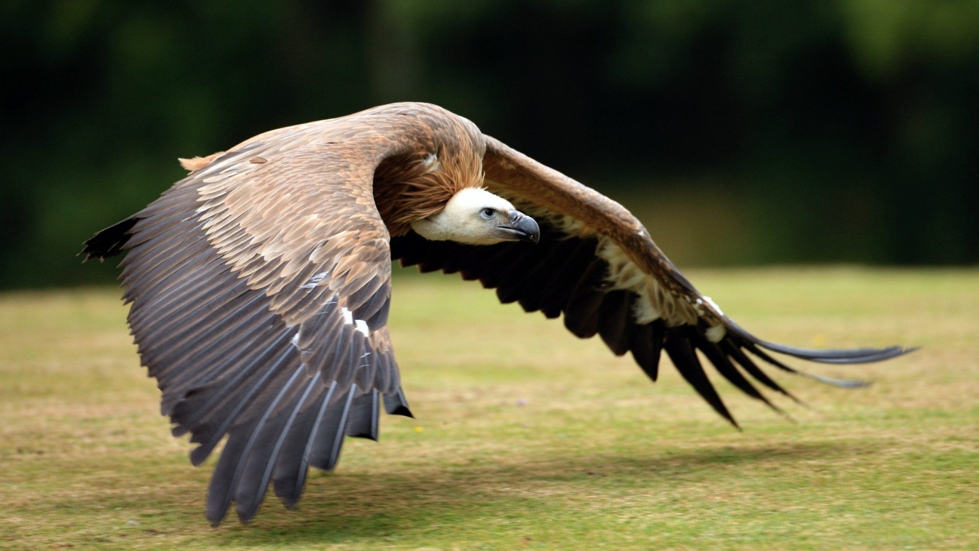 Vulture bird flying over grassy field HD Wallpaper