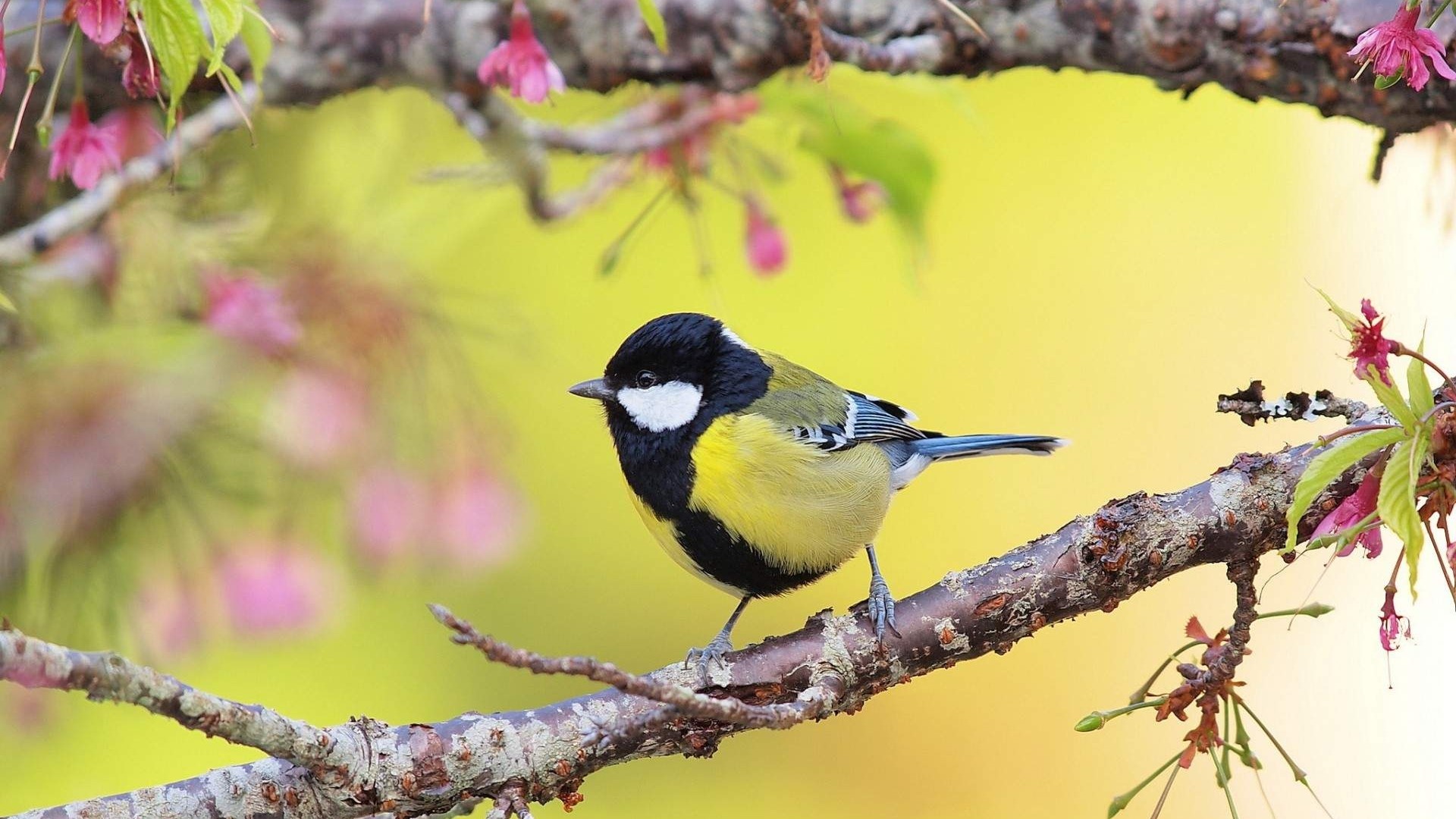Great Titmouse bird on a branch with pink flowers HD Wallpaper