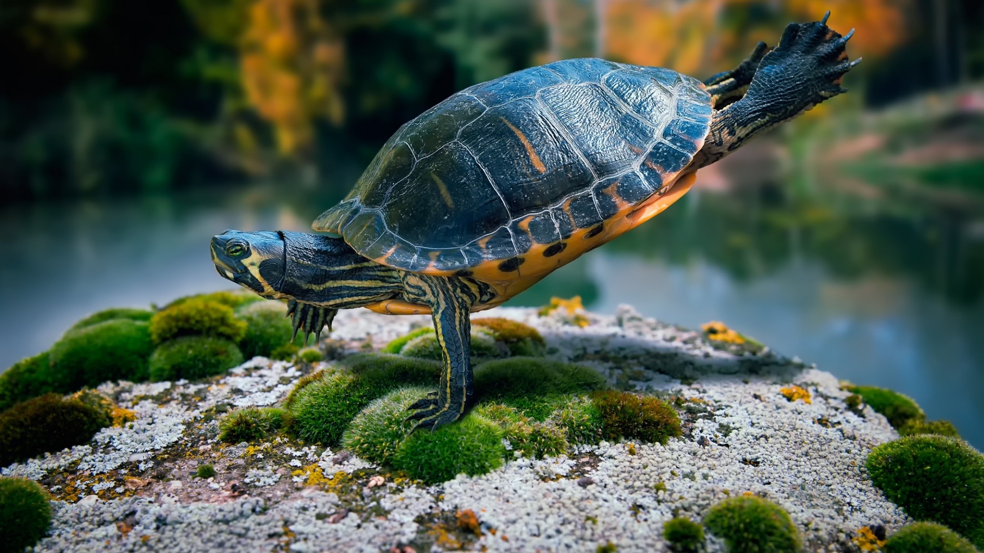 Turtle balancing on a mossy rock HD Wallpaper