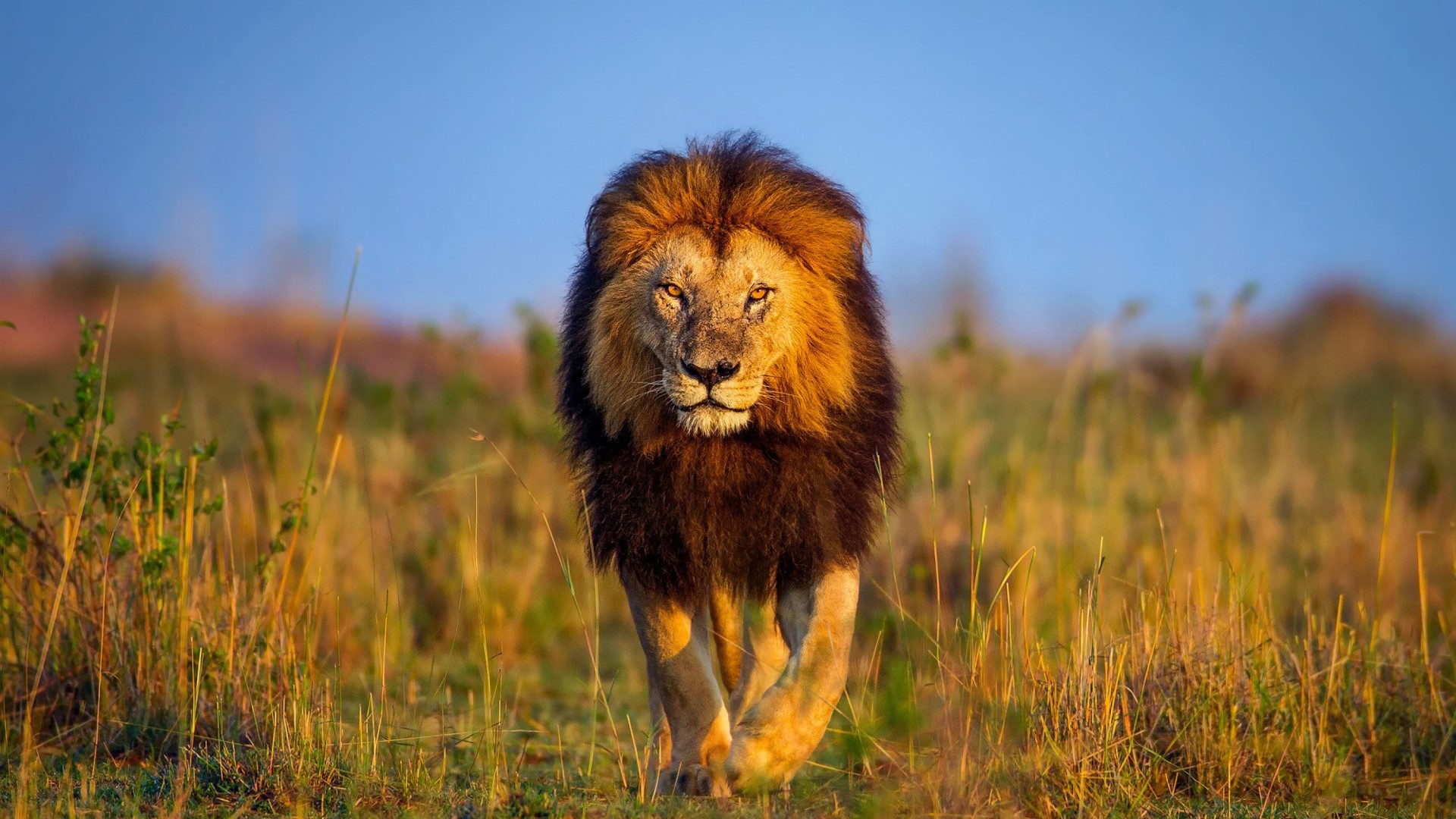Lion walking through tall grass HD Wallpaper
