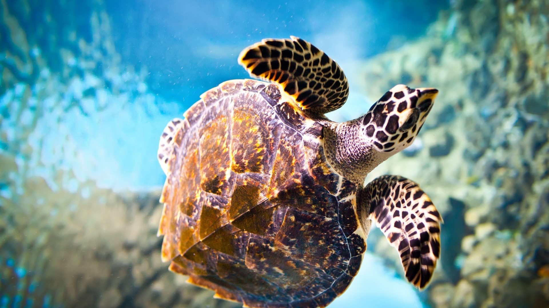 Hawksbill sea turtle swimming underwater HD Wallpaper