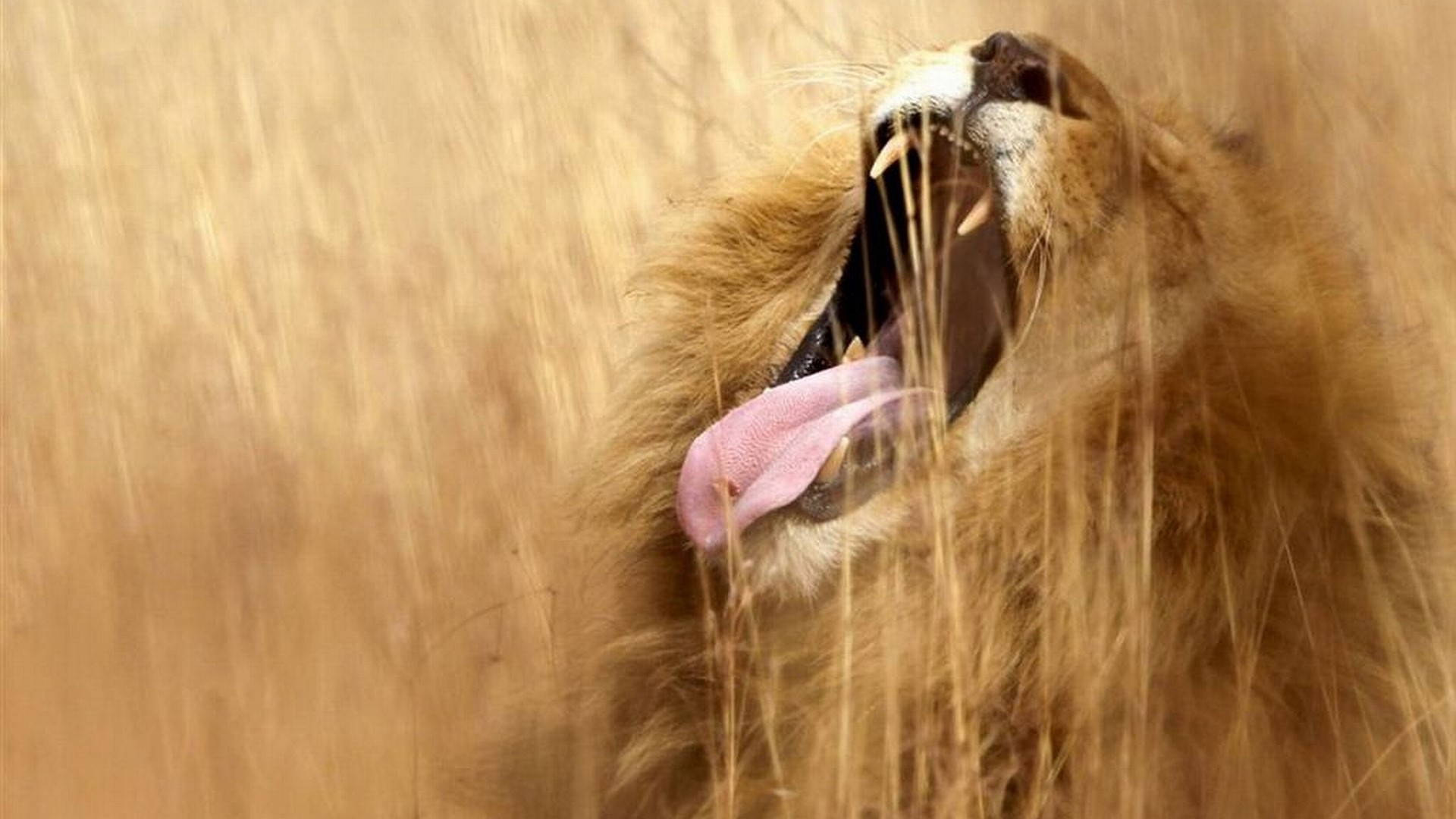 Lion yawning in tall grass HD Wallpaper