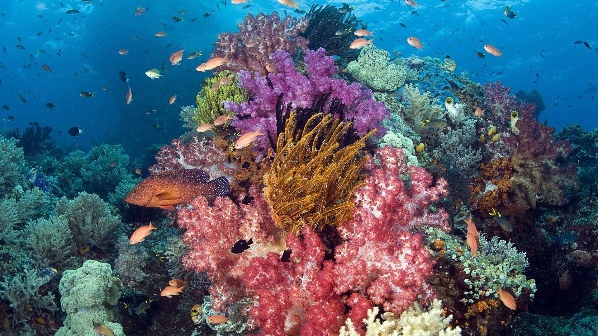 Coral Reef with Tropical Fish HD Wallpaper