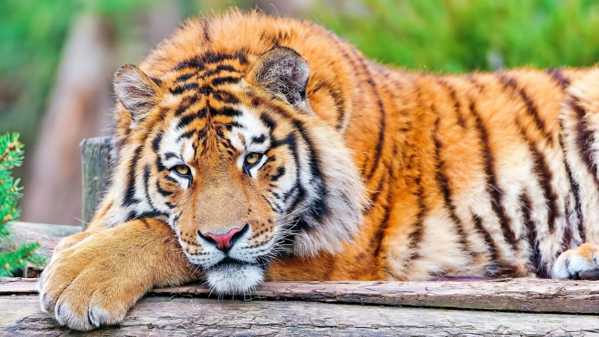 Tiger resting on wooden planks HD Wallpaper