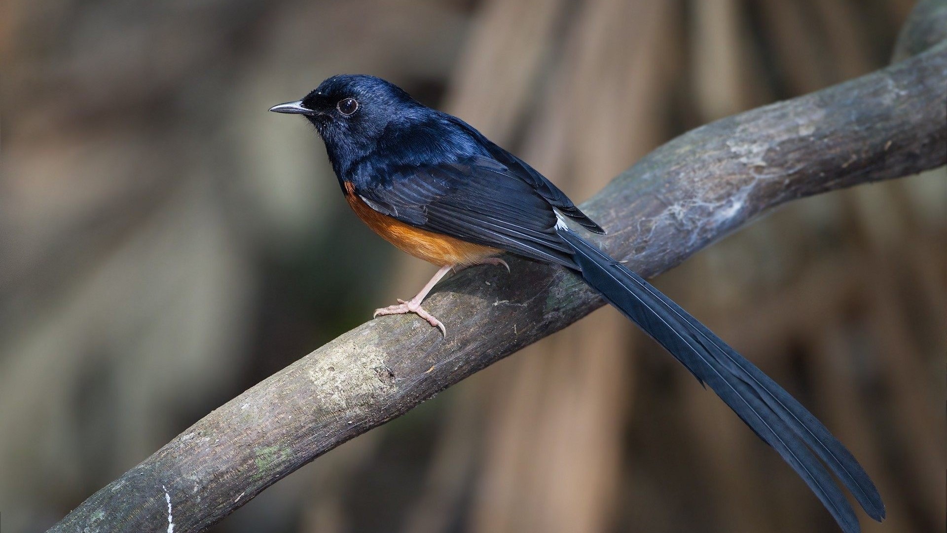 White-rumped Shama bird perched on a branch HD Wallpaper