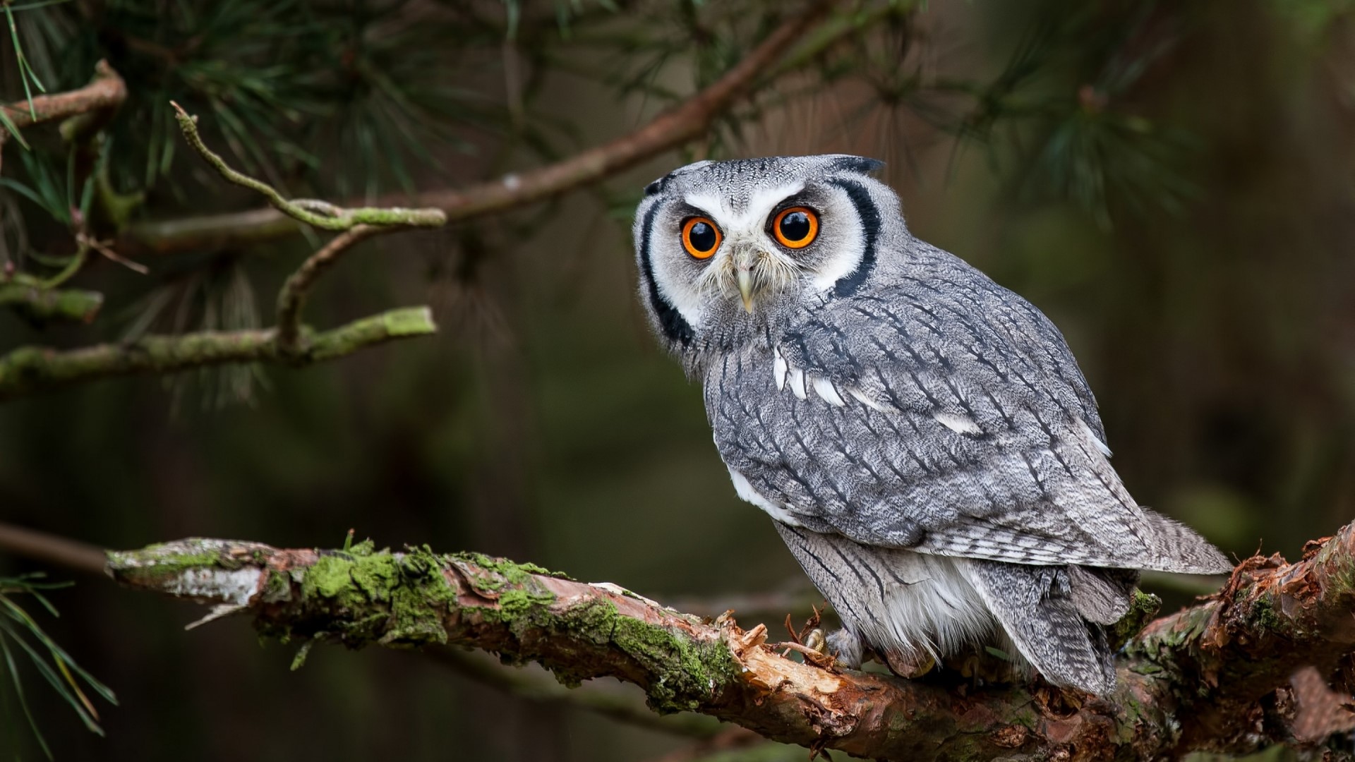 Grey Owl perched on a mossy branch HD Wallpaper