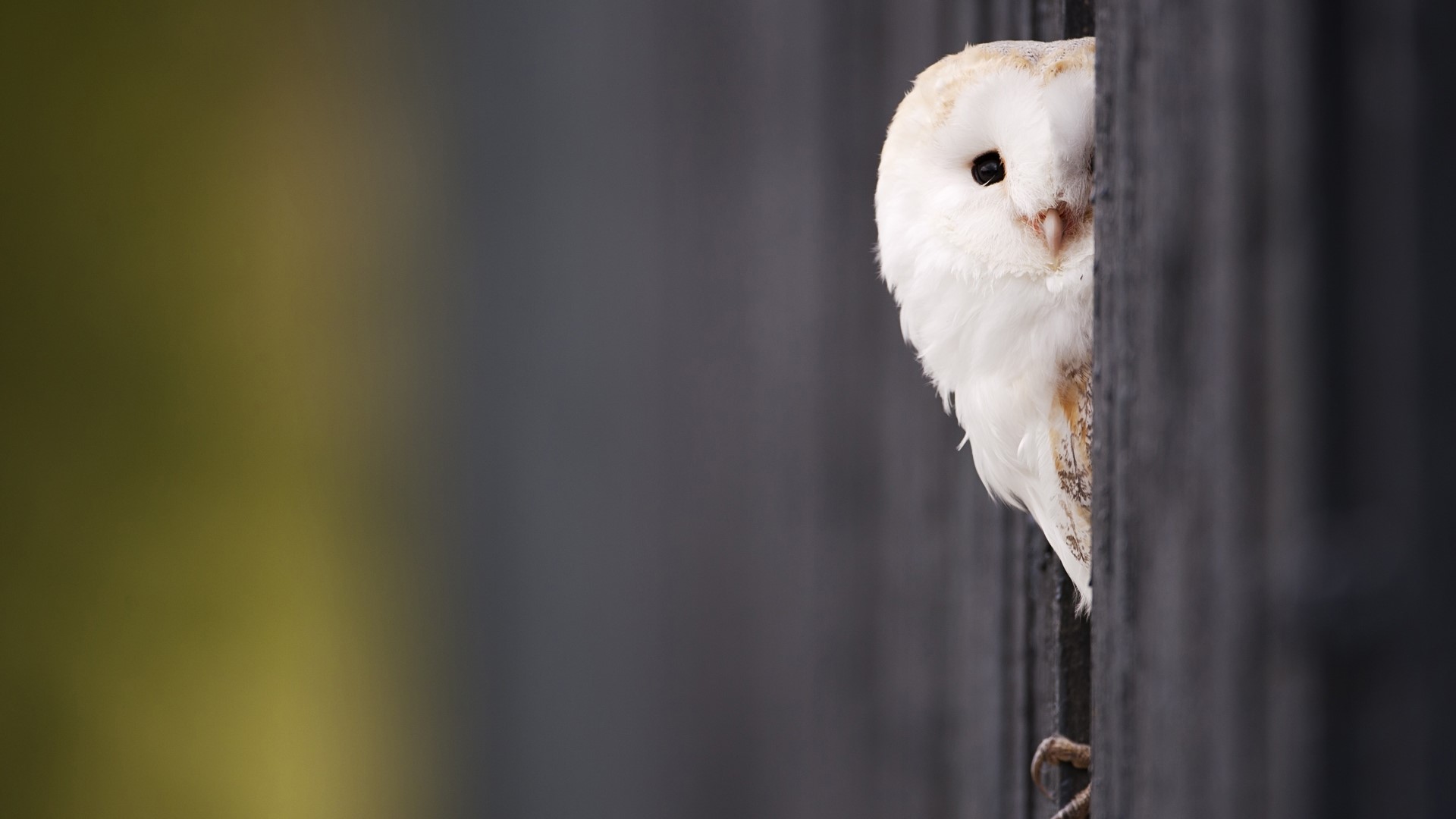 Barn Owl Peeking from Behind a Dark Surface HD Wallpaper