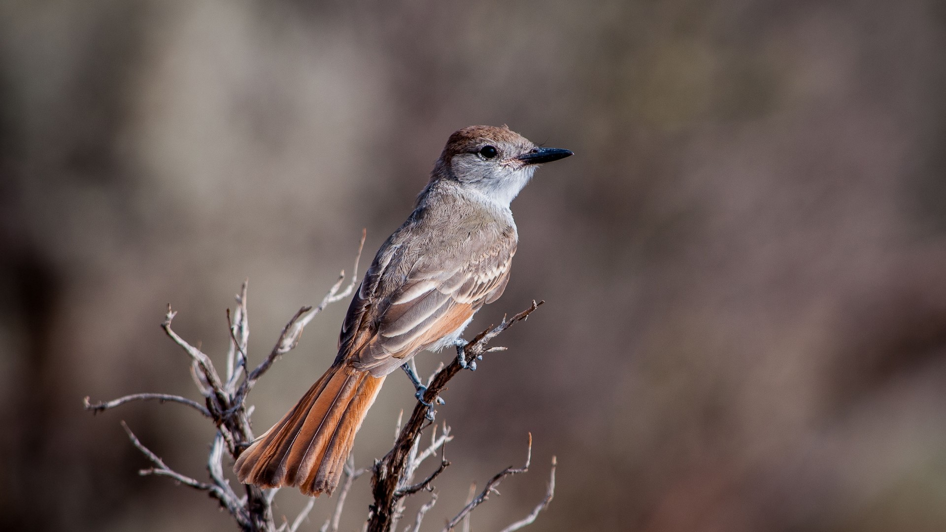 Brown bird perched on a dry branch HD Wallpaper