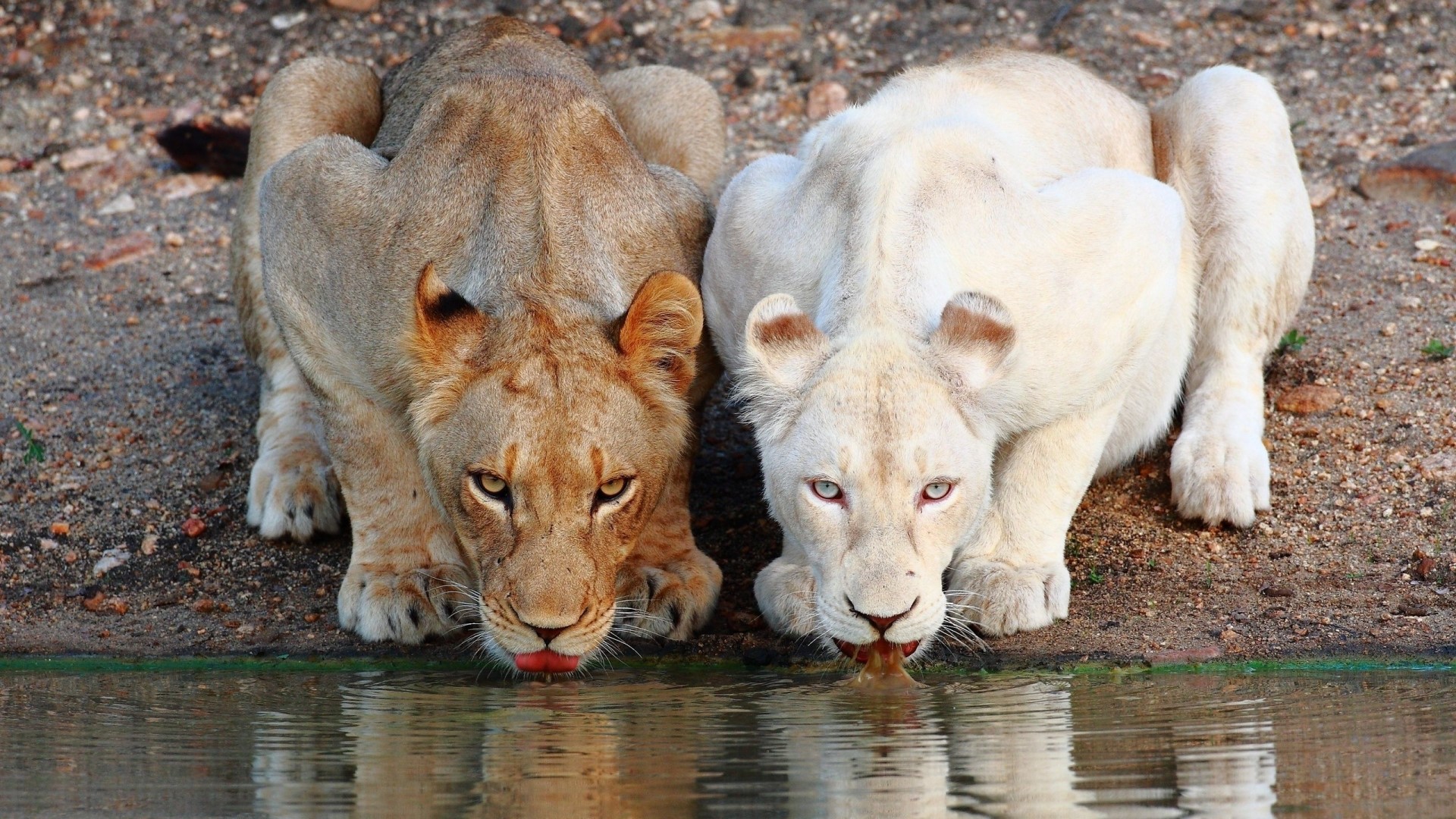 Two lions drinking water HD Wallpaper