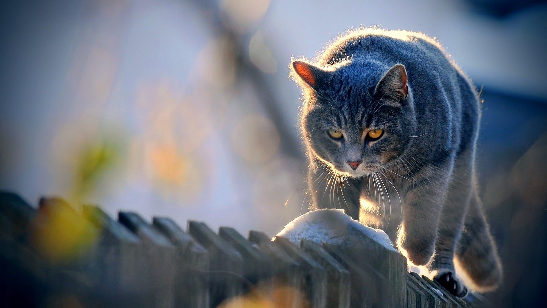 Gray cat walking on a wooden fence HD Wallpaper