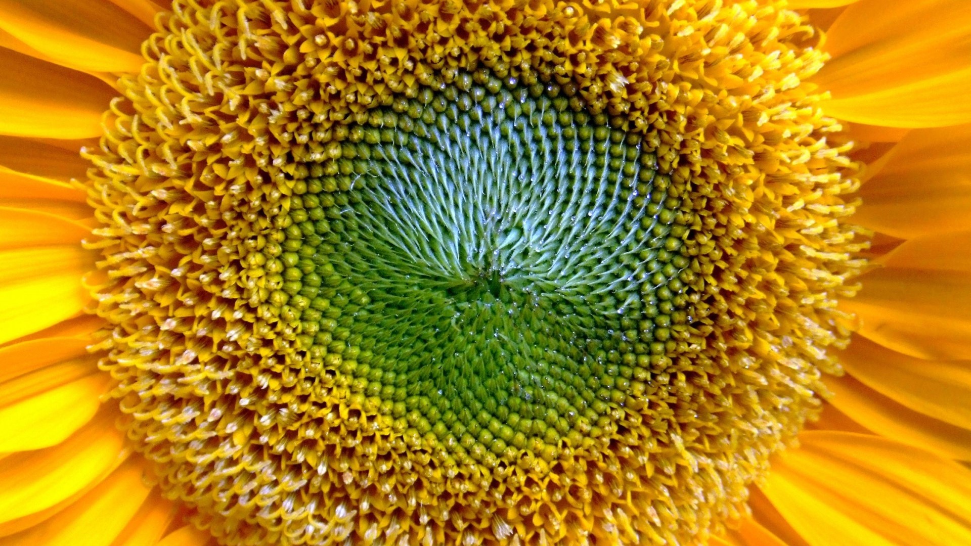 Close-up of a Sunflower Center HD Wallpaper