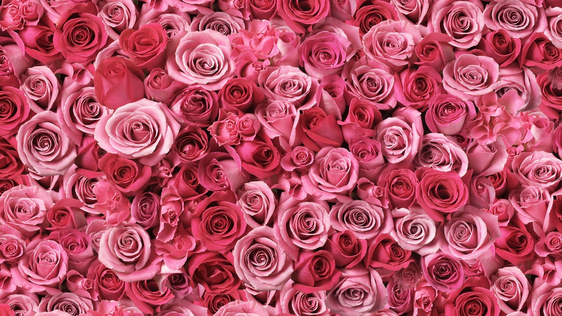 Pink and Red Roses HD Wallpaper