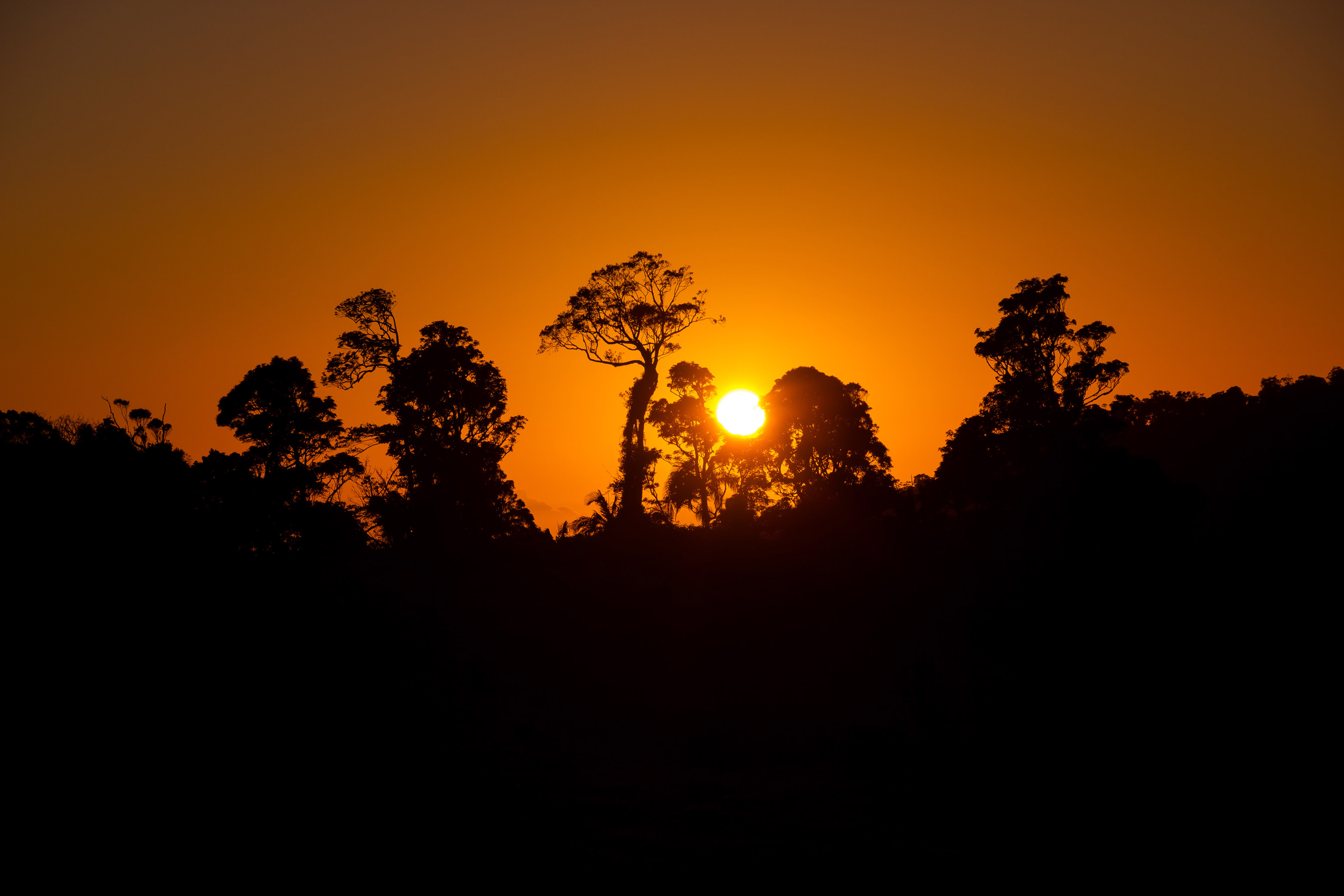 Sunset over a forest silhouette HD Wallpaper