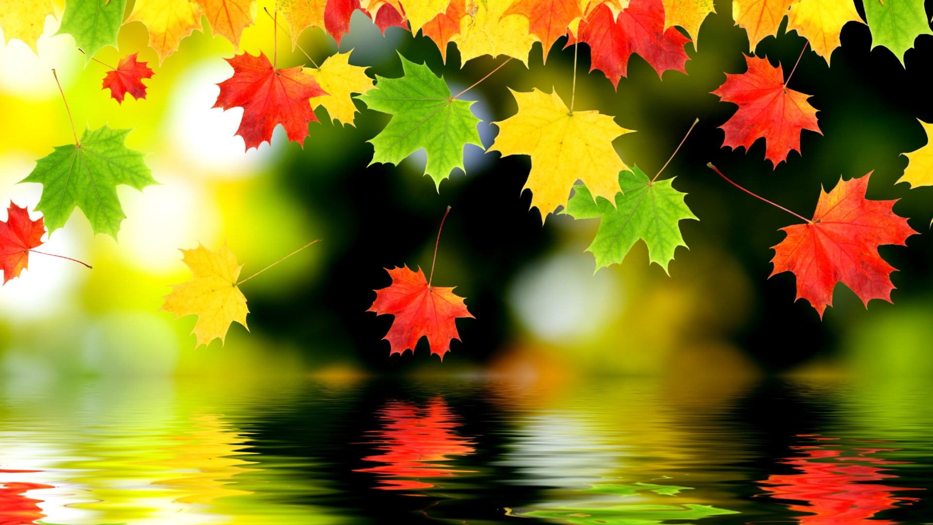 Autumn Leaves Reflecting in Water HD Wallpaper