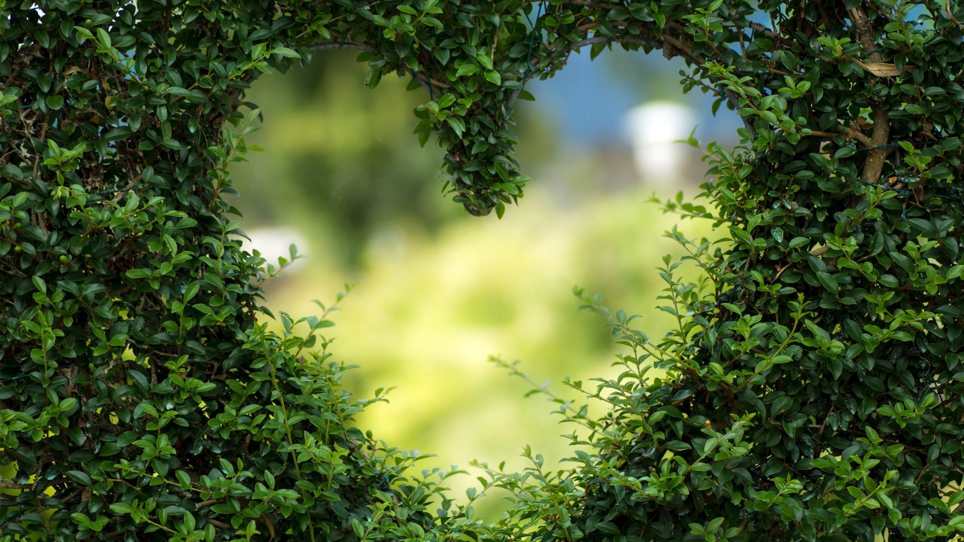 Heart shape formed by green leaves HD Wallpaper