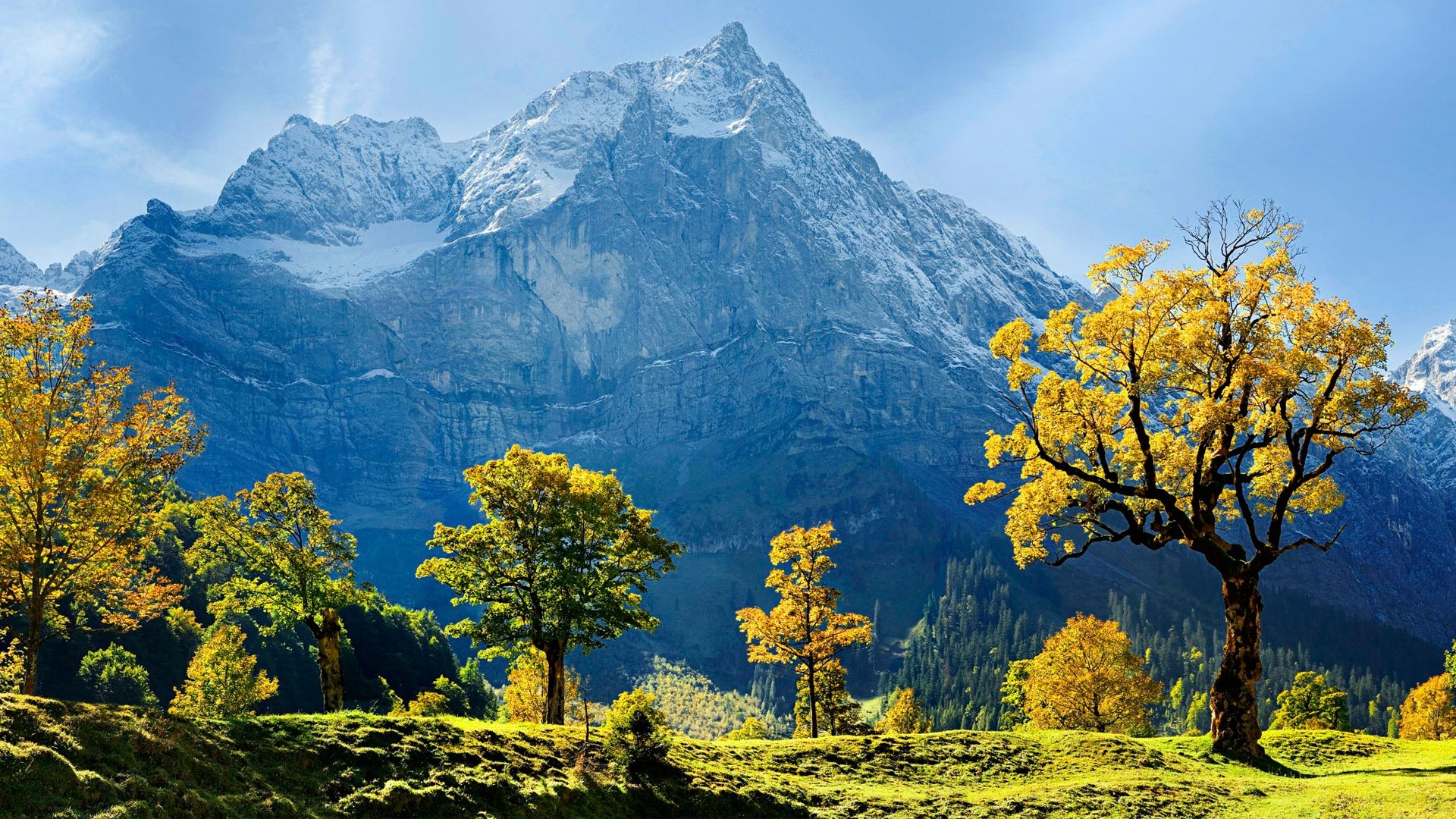 Autumn trees in front of snow-capped mountains HD Wallpaper