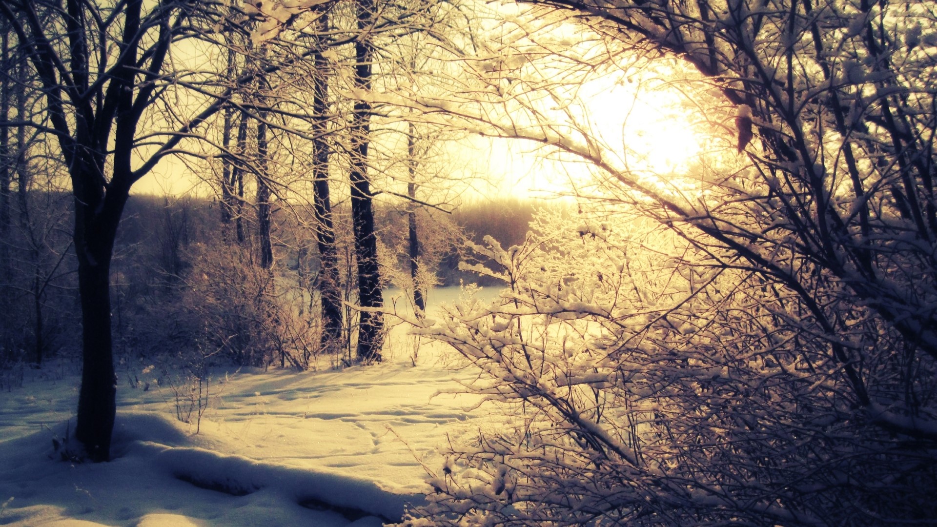 Winter forest with sun in background HD Wallpaper