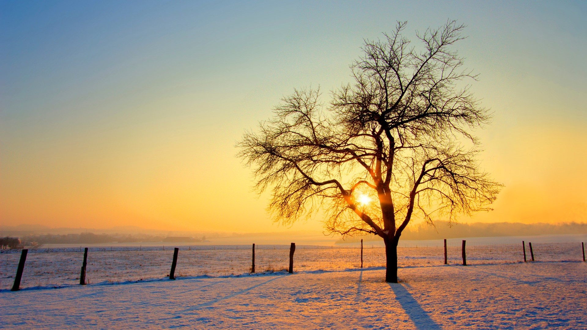 Bare tree in snowy field at sunset HD Wallpaper