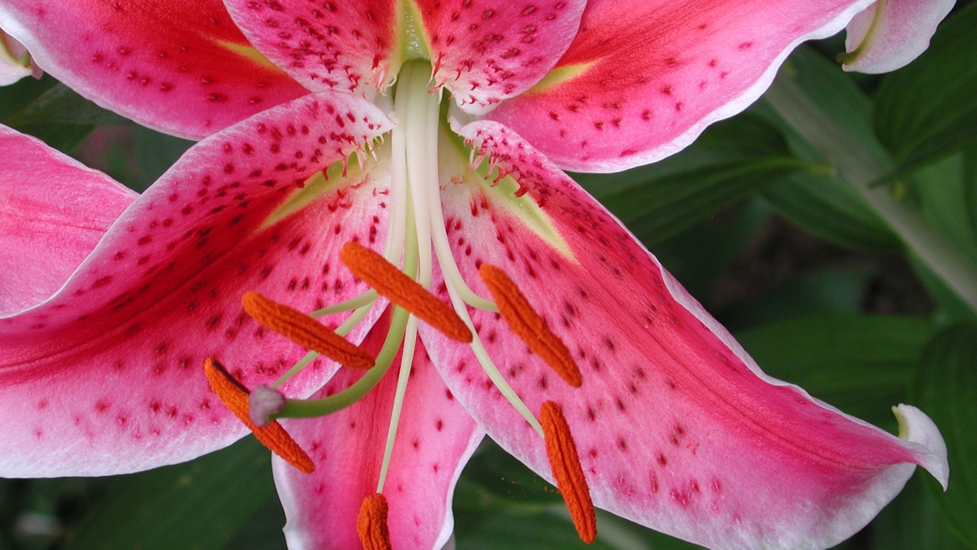 Close-up of a pink lily flower with orange stamens HD Wallpaper