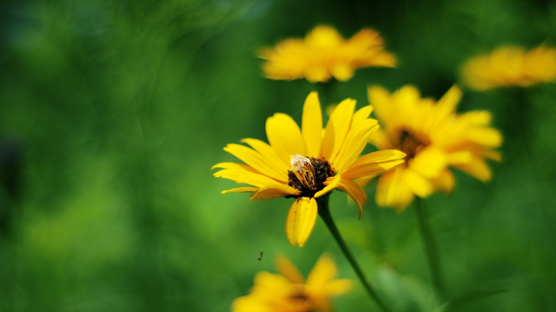 Yellow Summer Flowers in Green Field HD Wallpaper