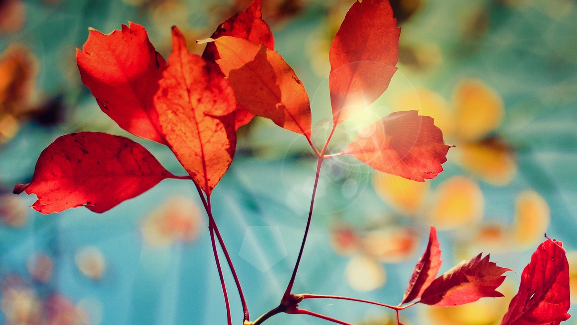 Red autumn leaves with sun glare HD Wallpaper