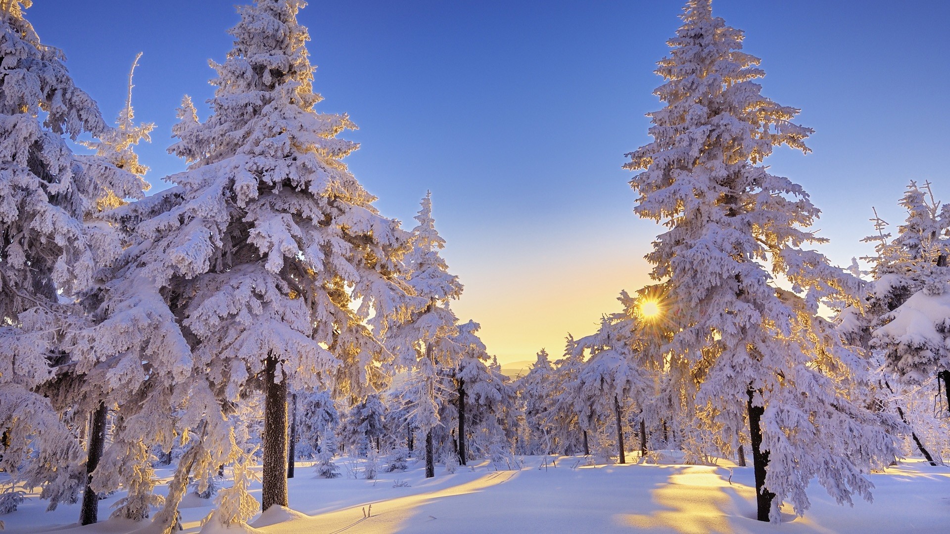 Winter Snow Pine Forest at Sunset HD Wallpaper