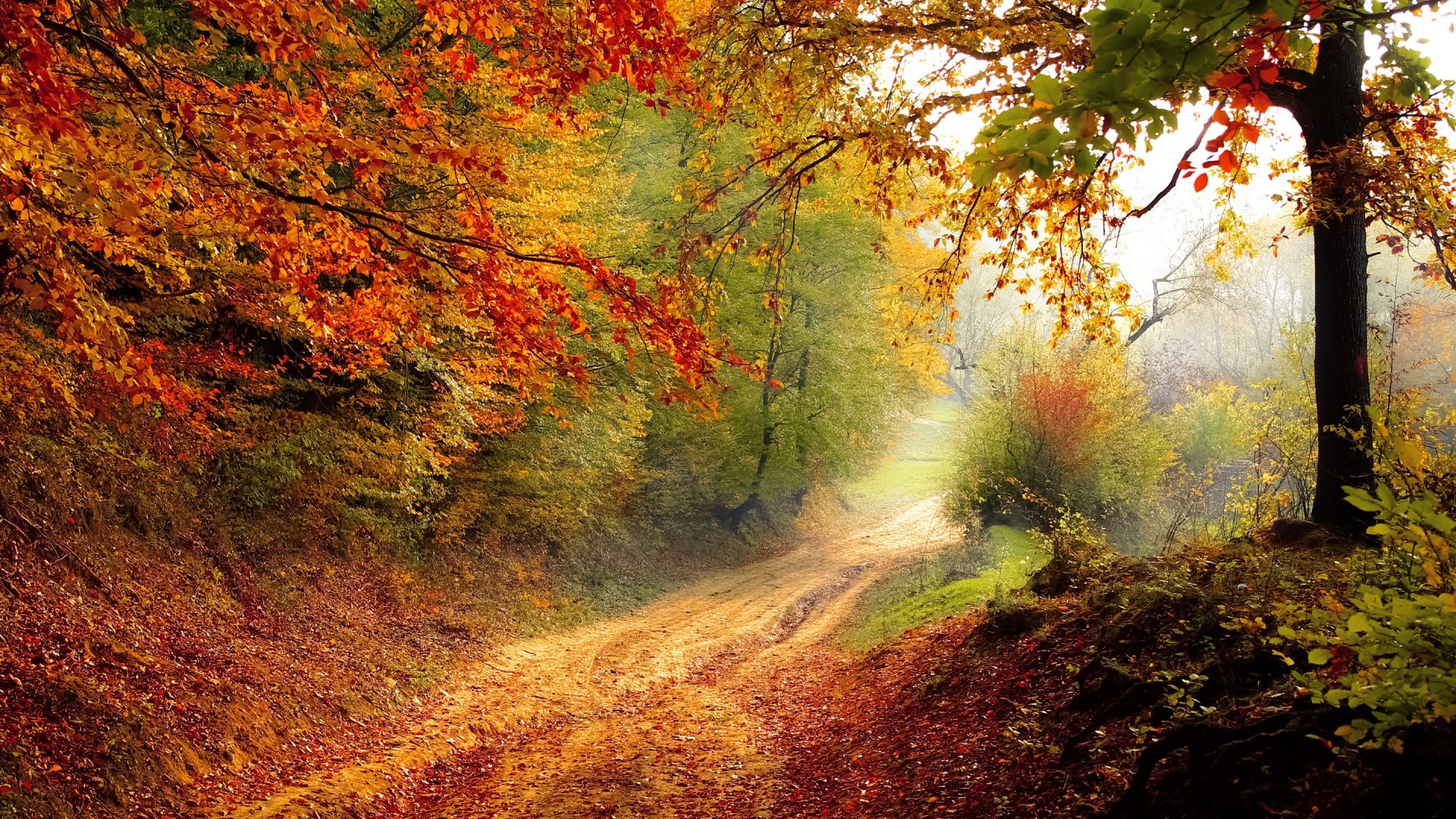 Autumn road with colorful trees HD Wallpaper