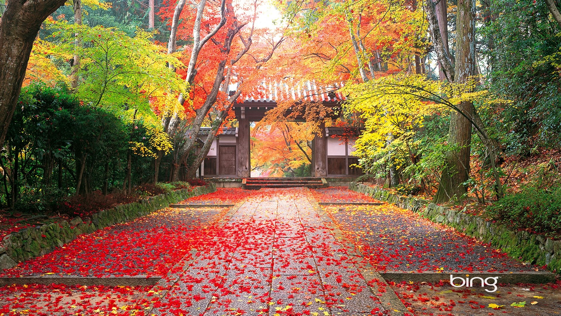 Autumn path through a Japanese temple gate HD Wallpaper