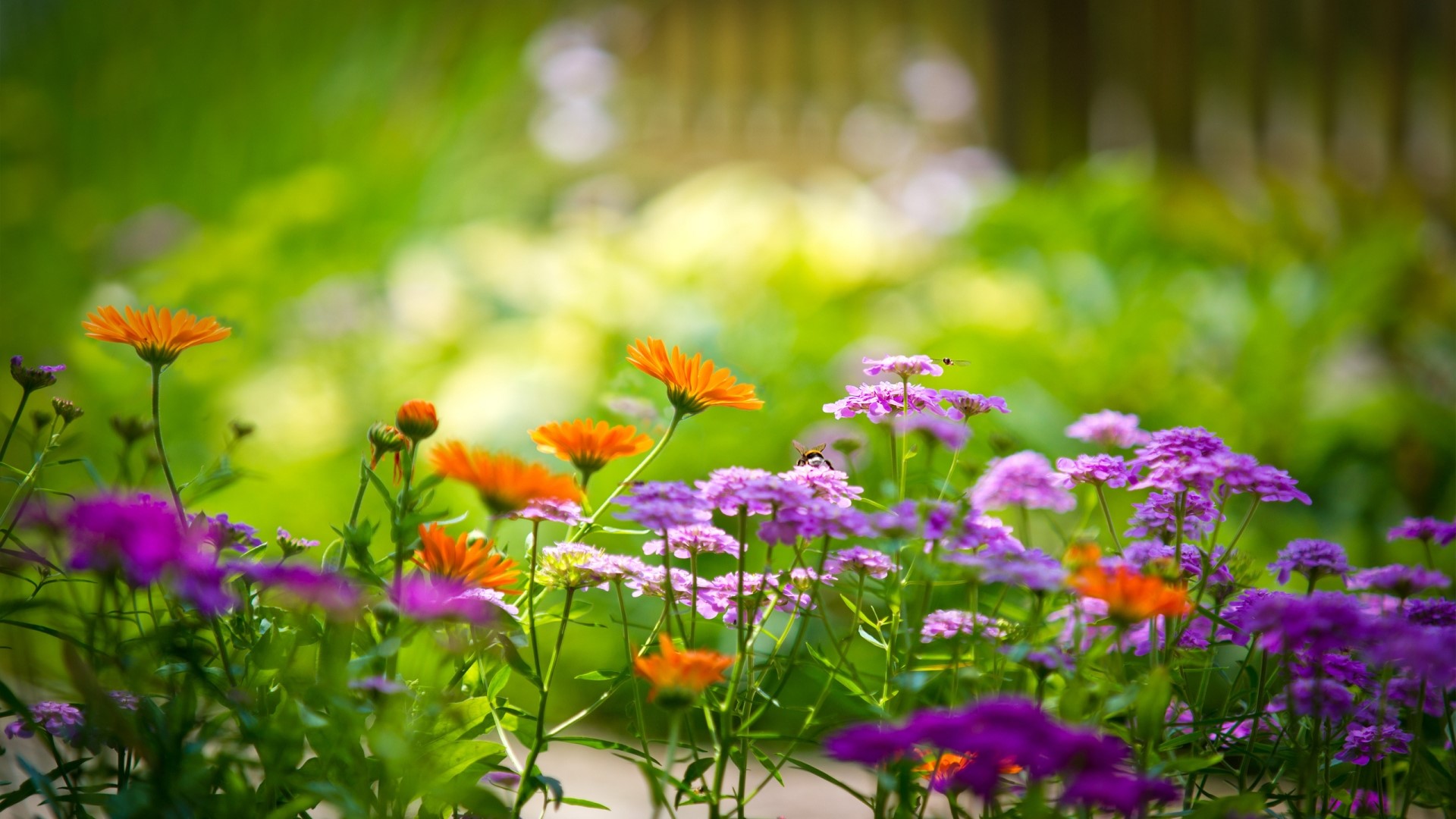 Close-up of a flower garden with orange and purple flowers HD Wallpaper