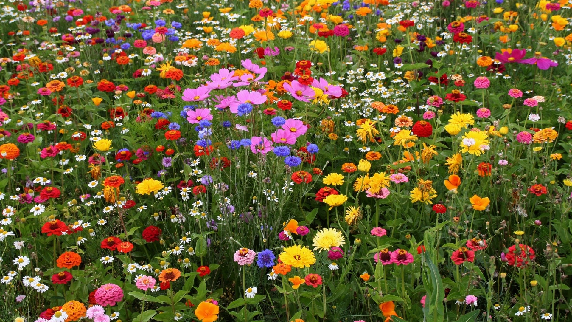 Multicolor flower field with various blooming flowers HD Wallpaper