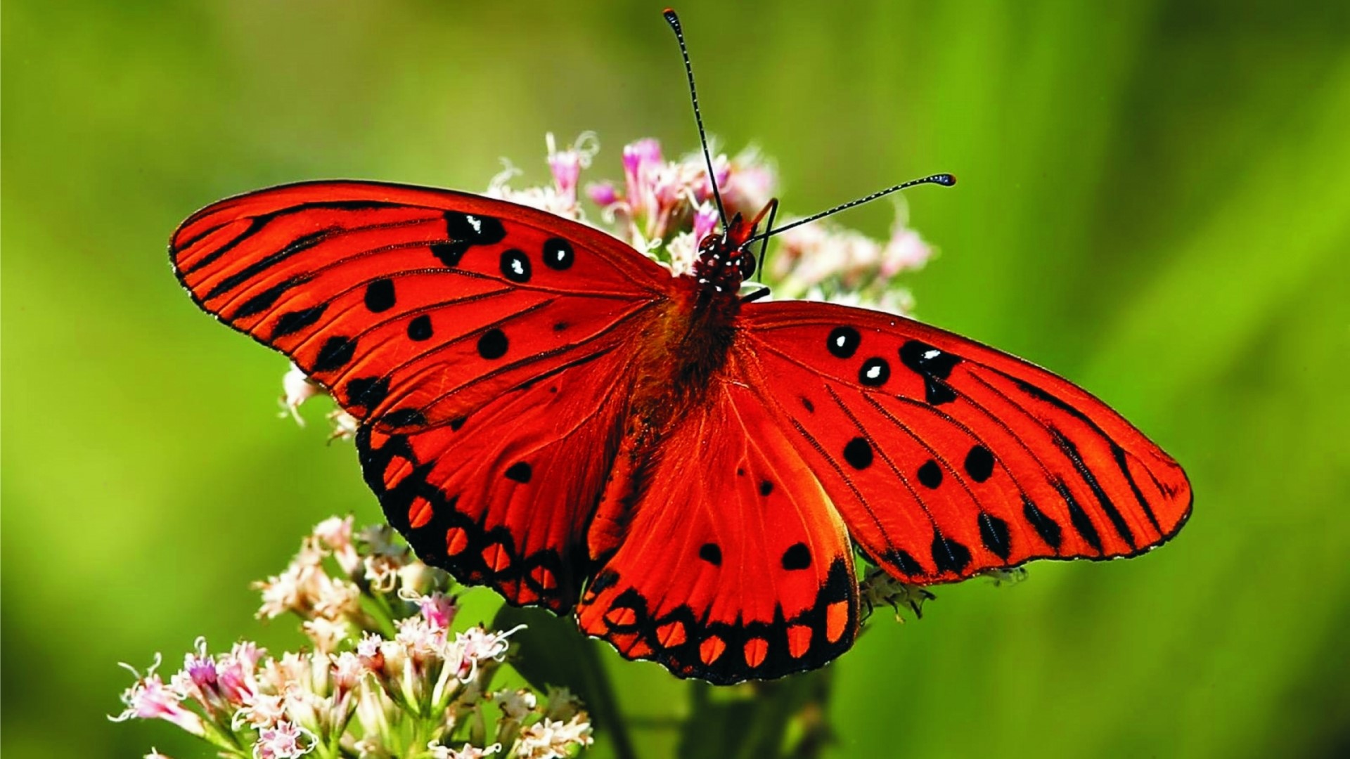 Orange butterfly on a flower HD Wallpaper