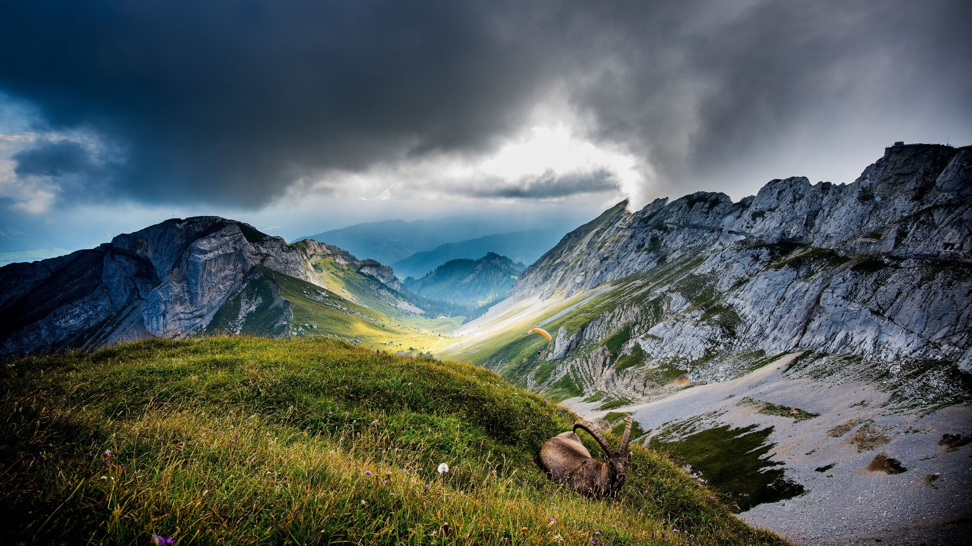 Ibex resting on Mount Pilatus, Switzerland HD Wallpaper