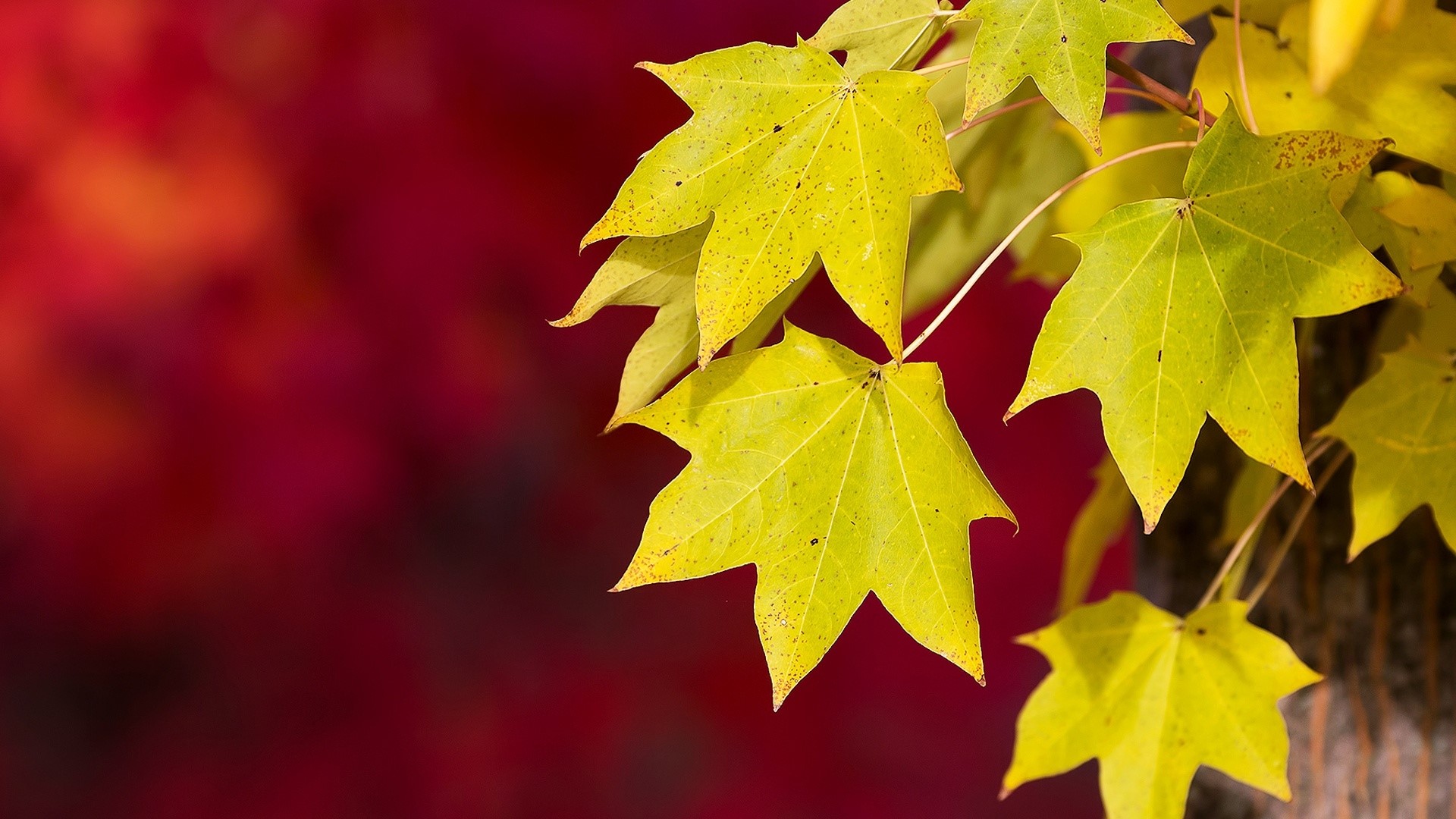 Yellow autumn leaves on a red background HD Wallpaper